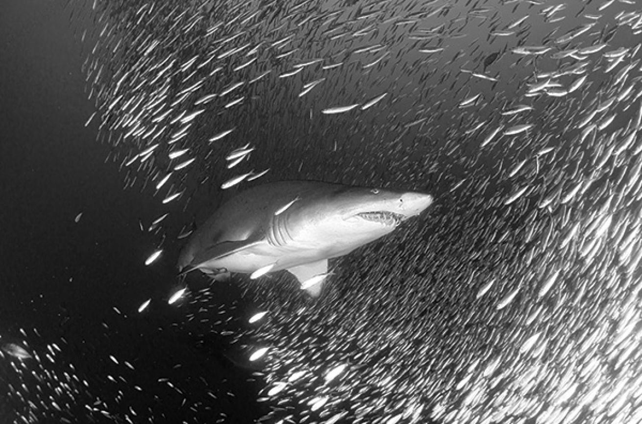 scuba diving with Sand tiger shark 