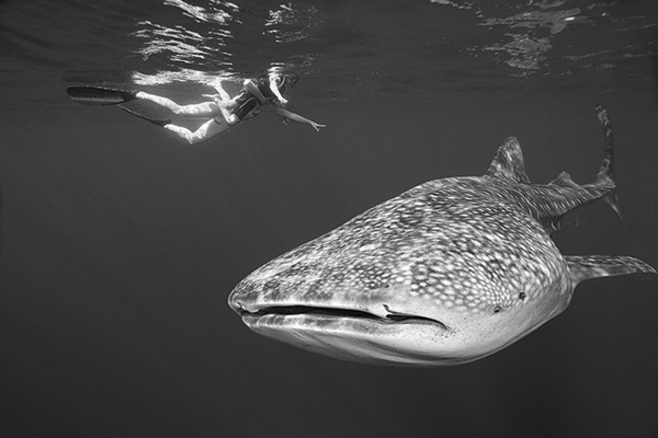 scuba diving with Whale shark