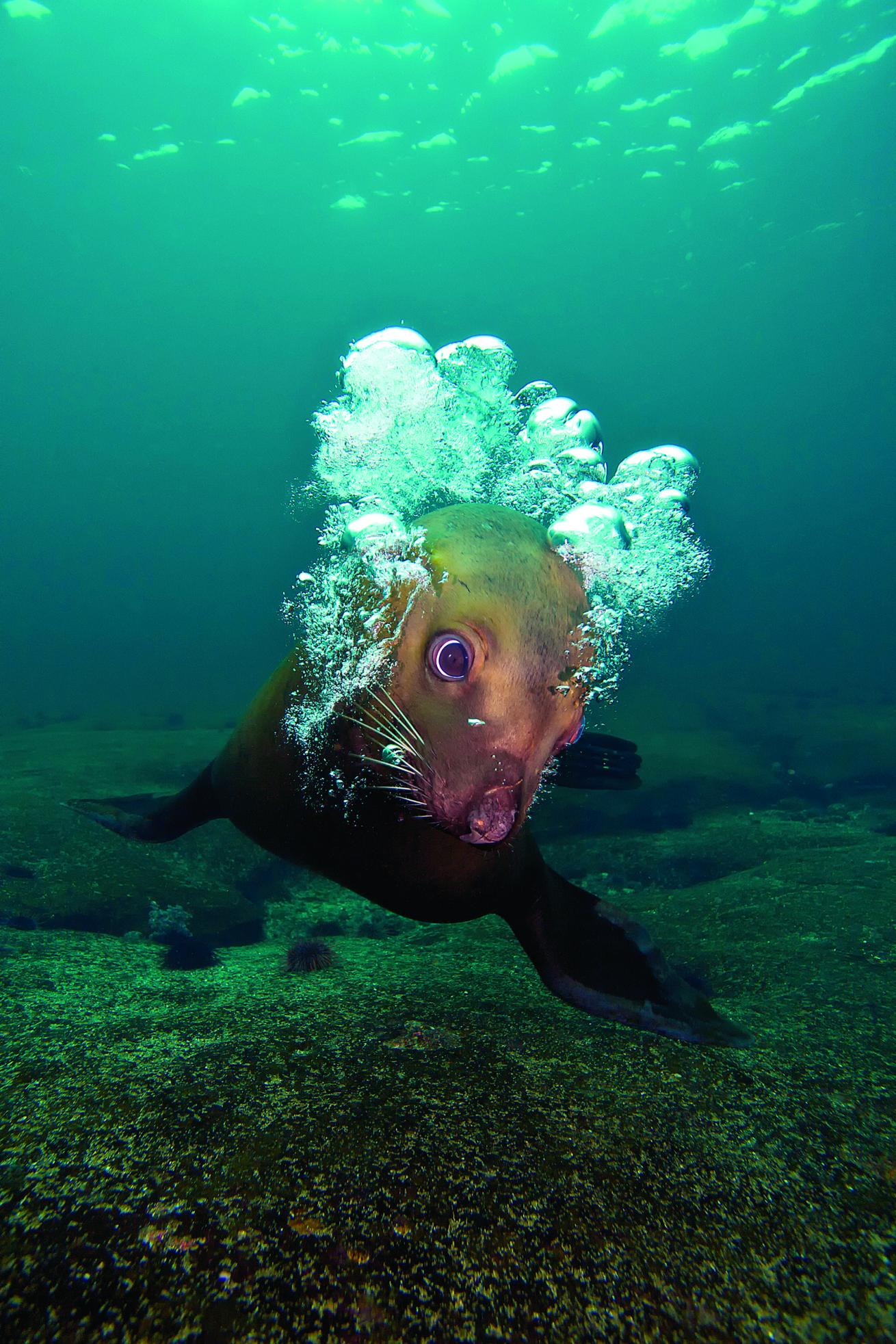 scuba diving with sea lions 