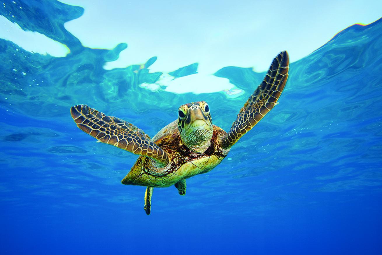 scuba diving with sea turtles
