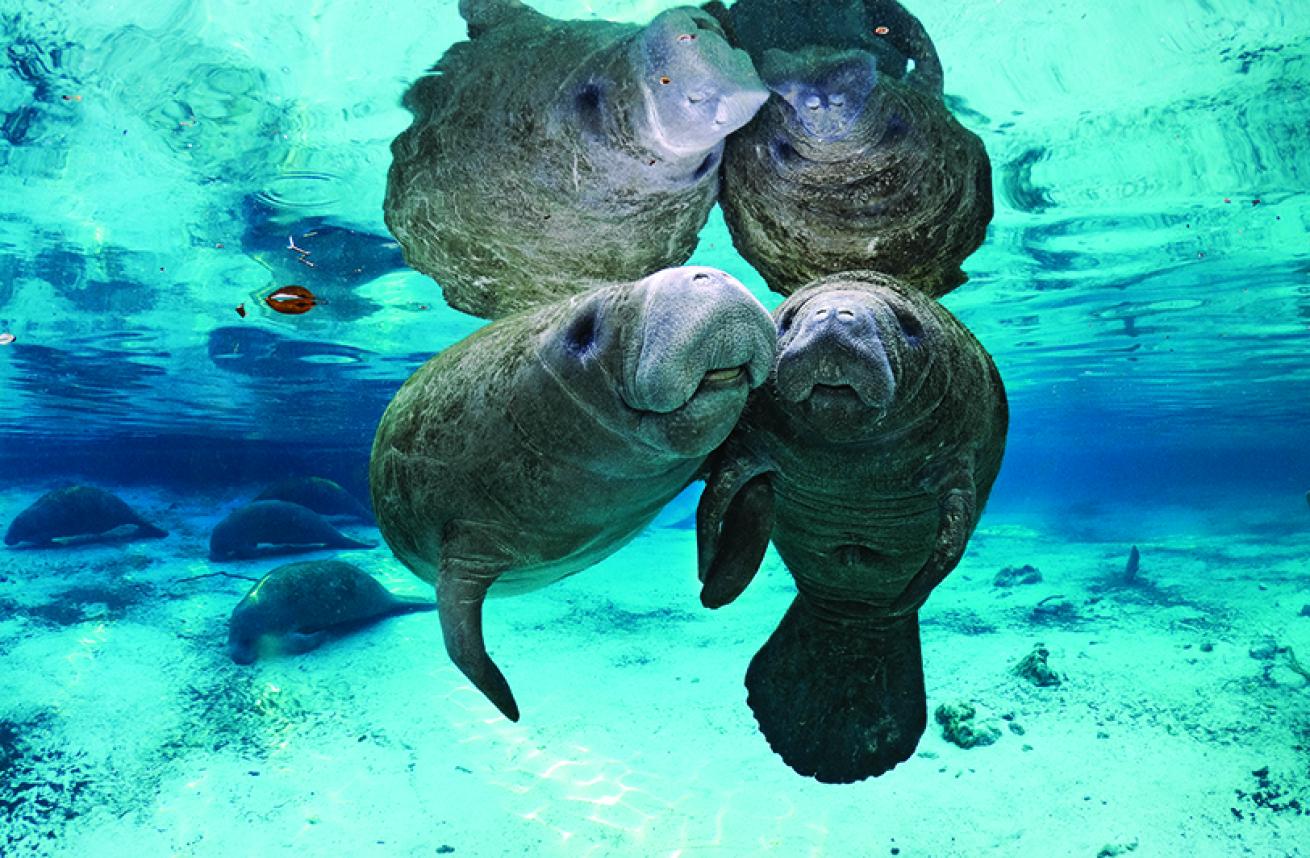 scuba diving with manatees 