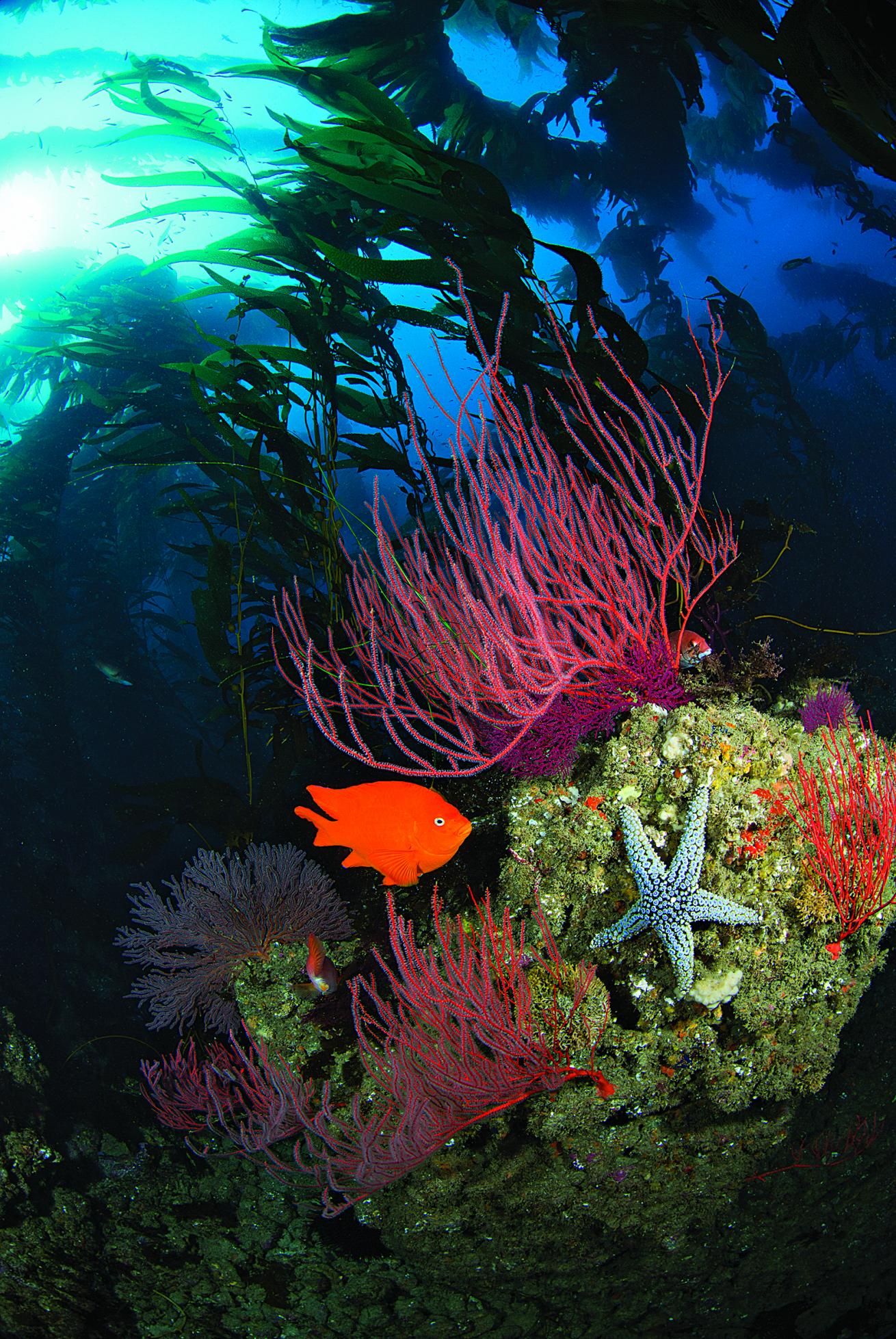 Scuba diving the Channel Islands 