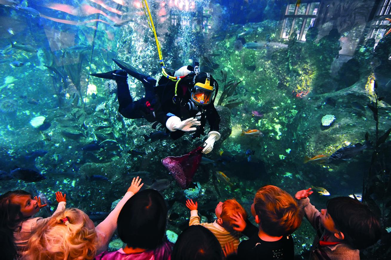 scuba diving at the aquarium