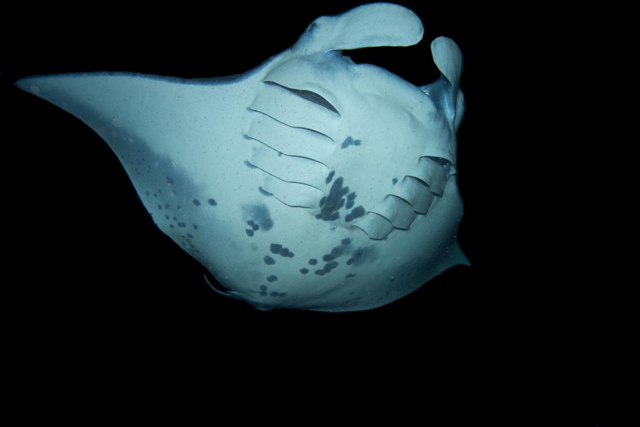 Underwater Photo Manta Night Dive Kona Hawaii