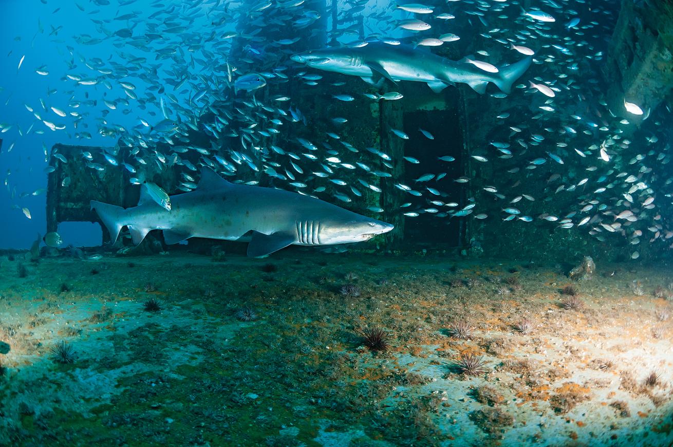 best big animal scuba diving destinations 