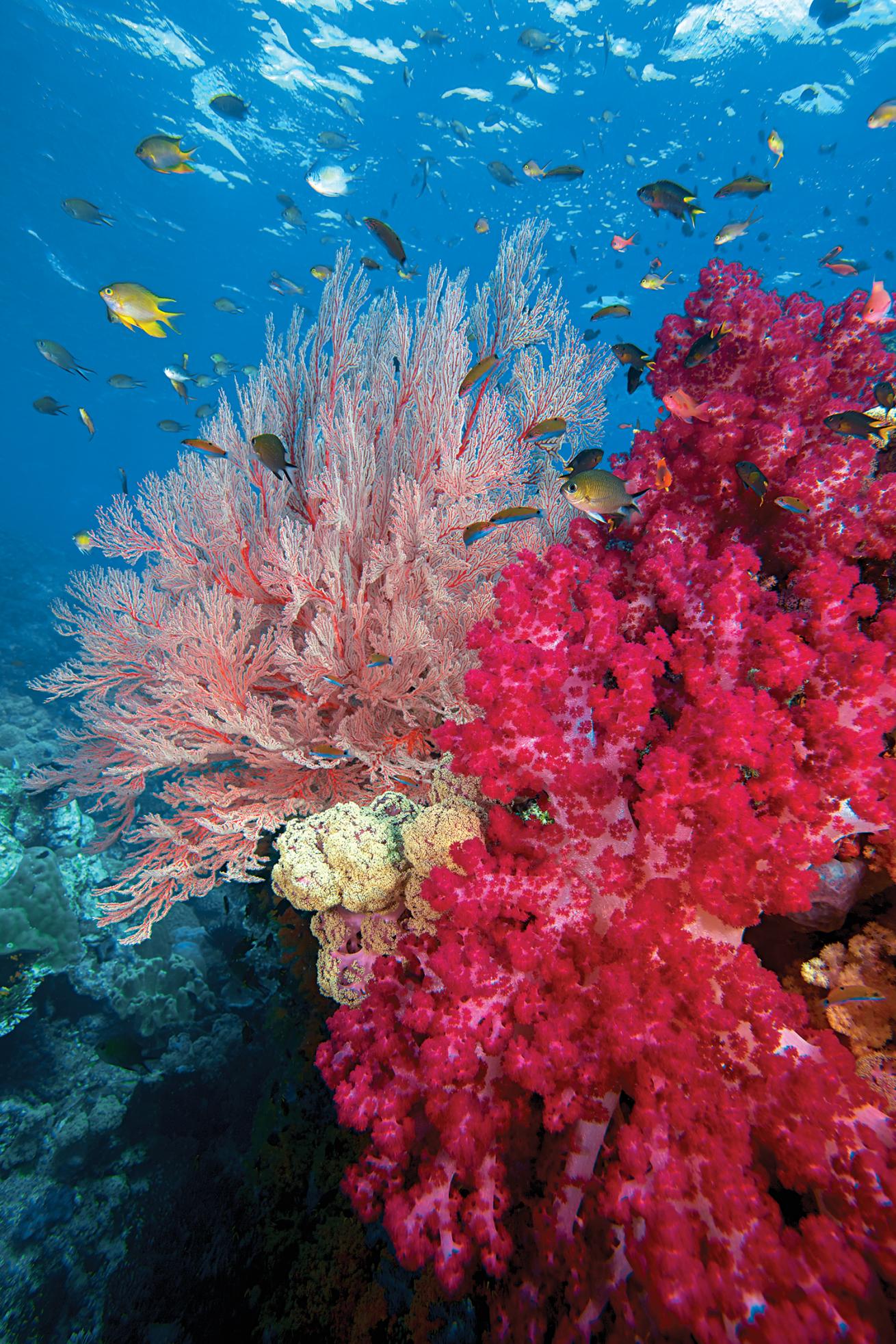 best scuba diving destinations in the pacific and indian oceans 