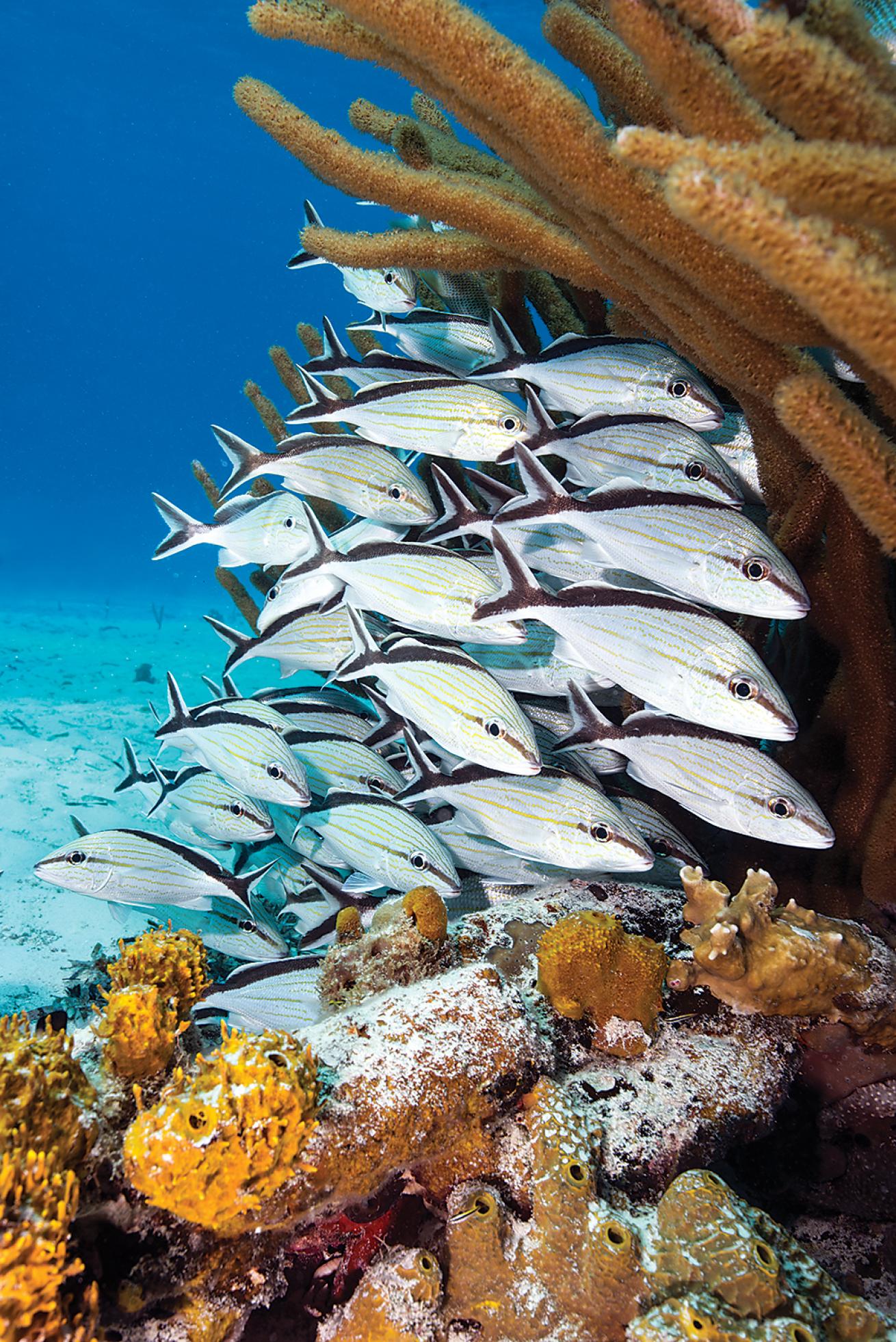 best scuba diving in the caribbean 