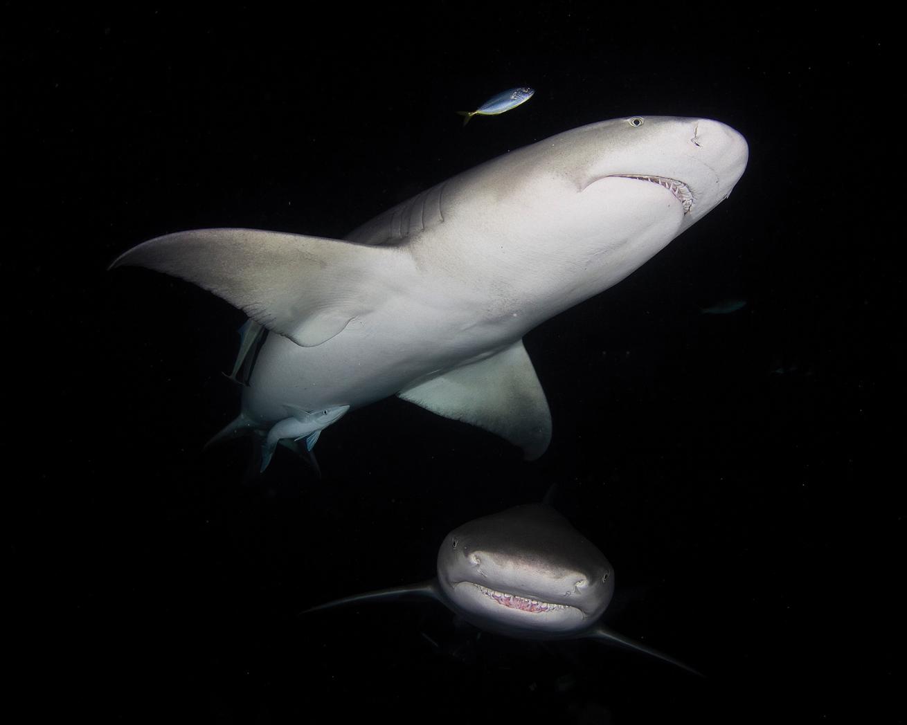 scuba diving in the bahamas 