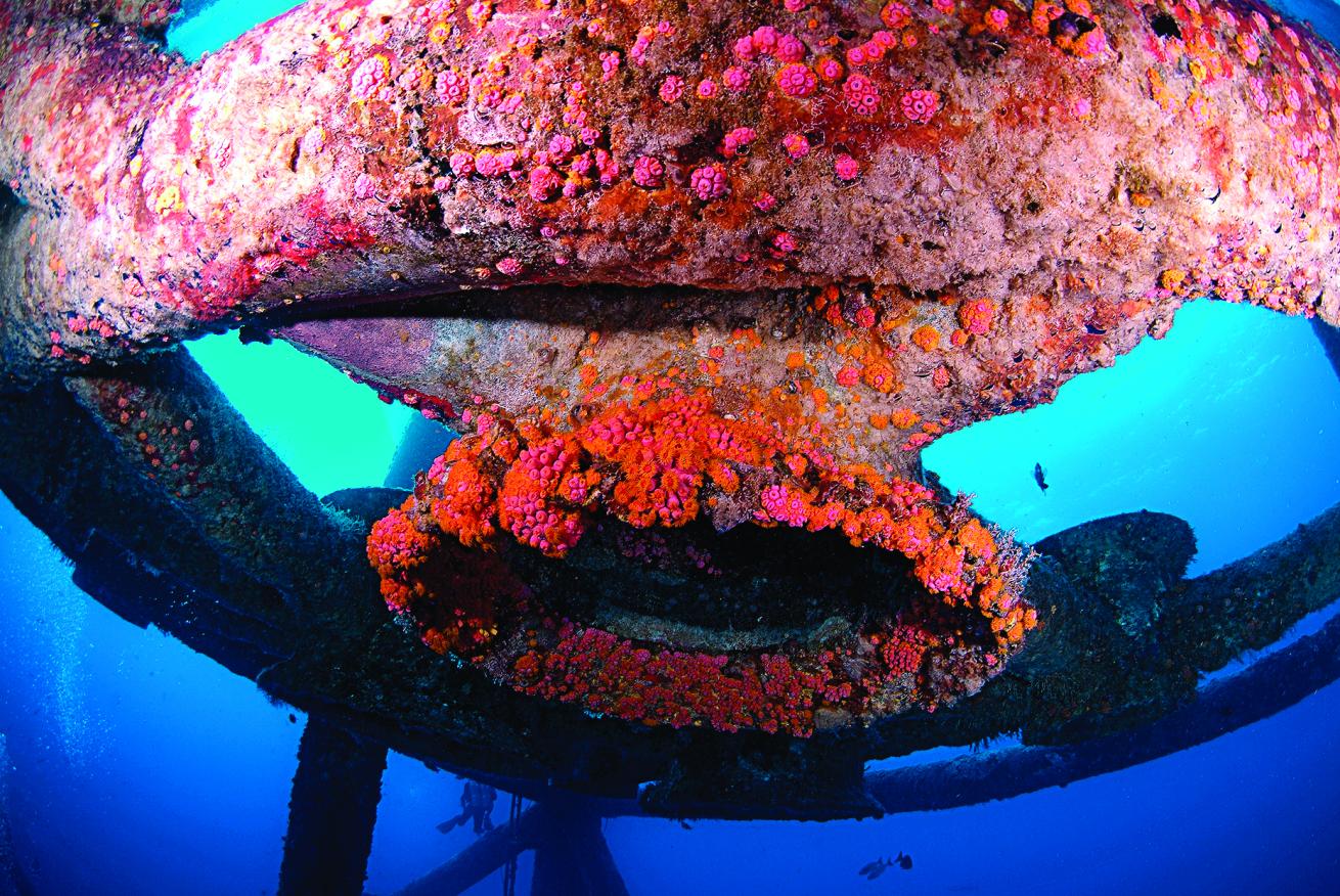 best scuba diving marine environments 