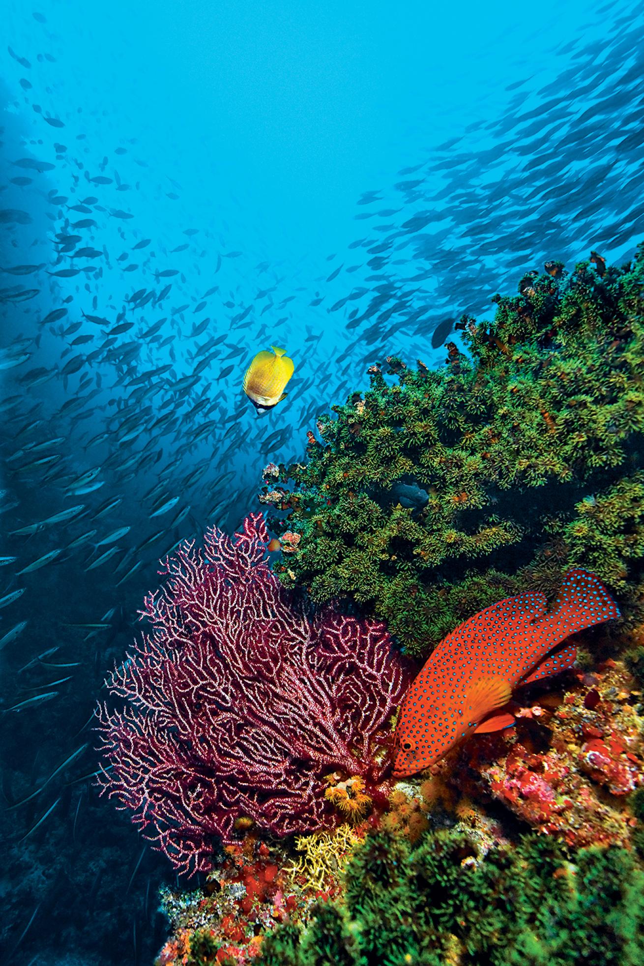 best scuba diving in the pacific and indian oceans 