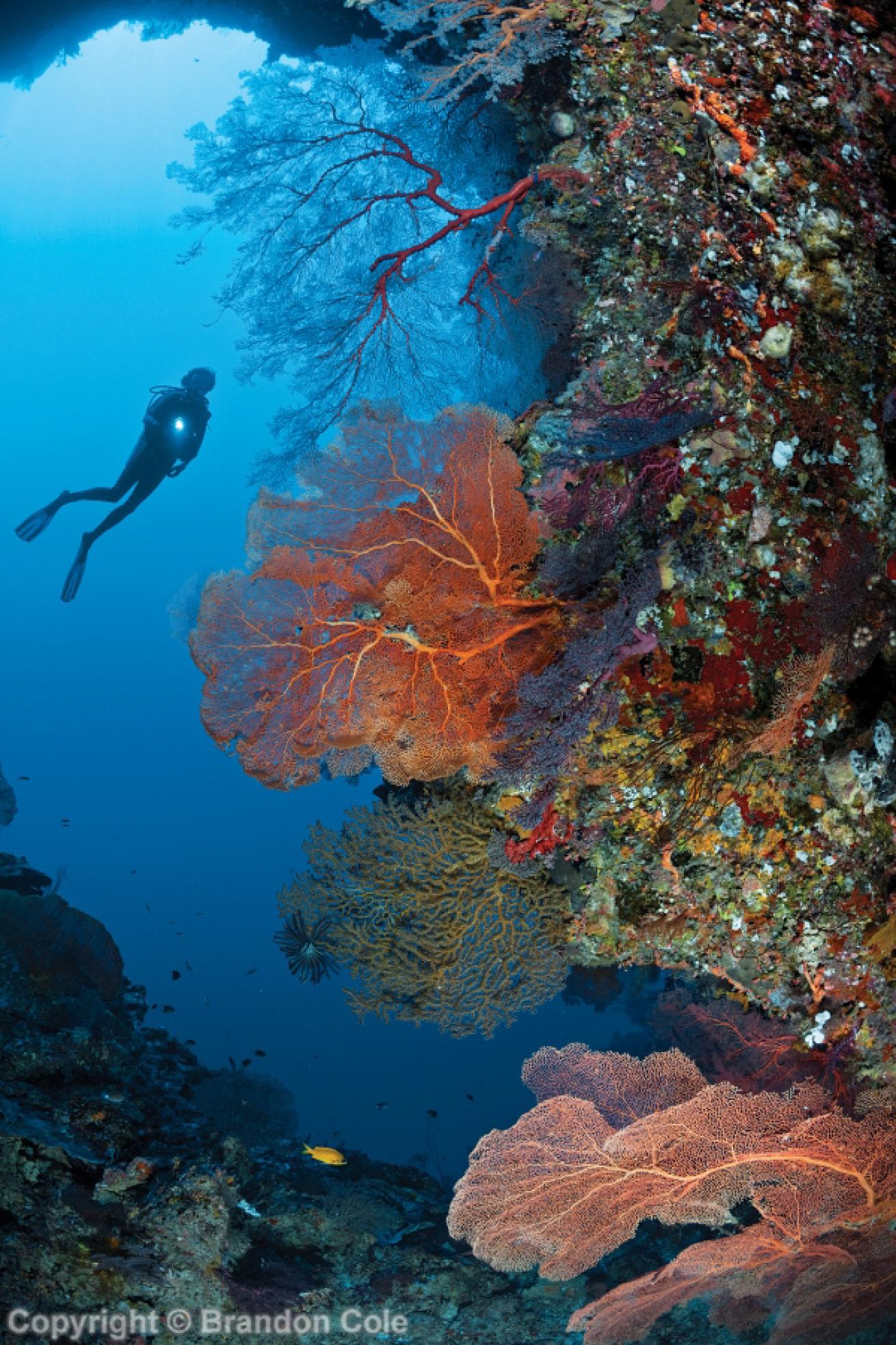 best scuba destinations for wall diving 