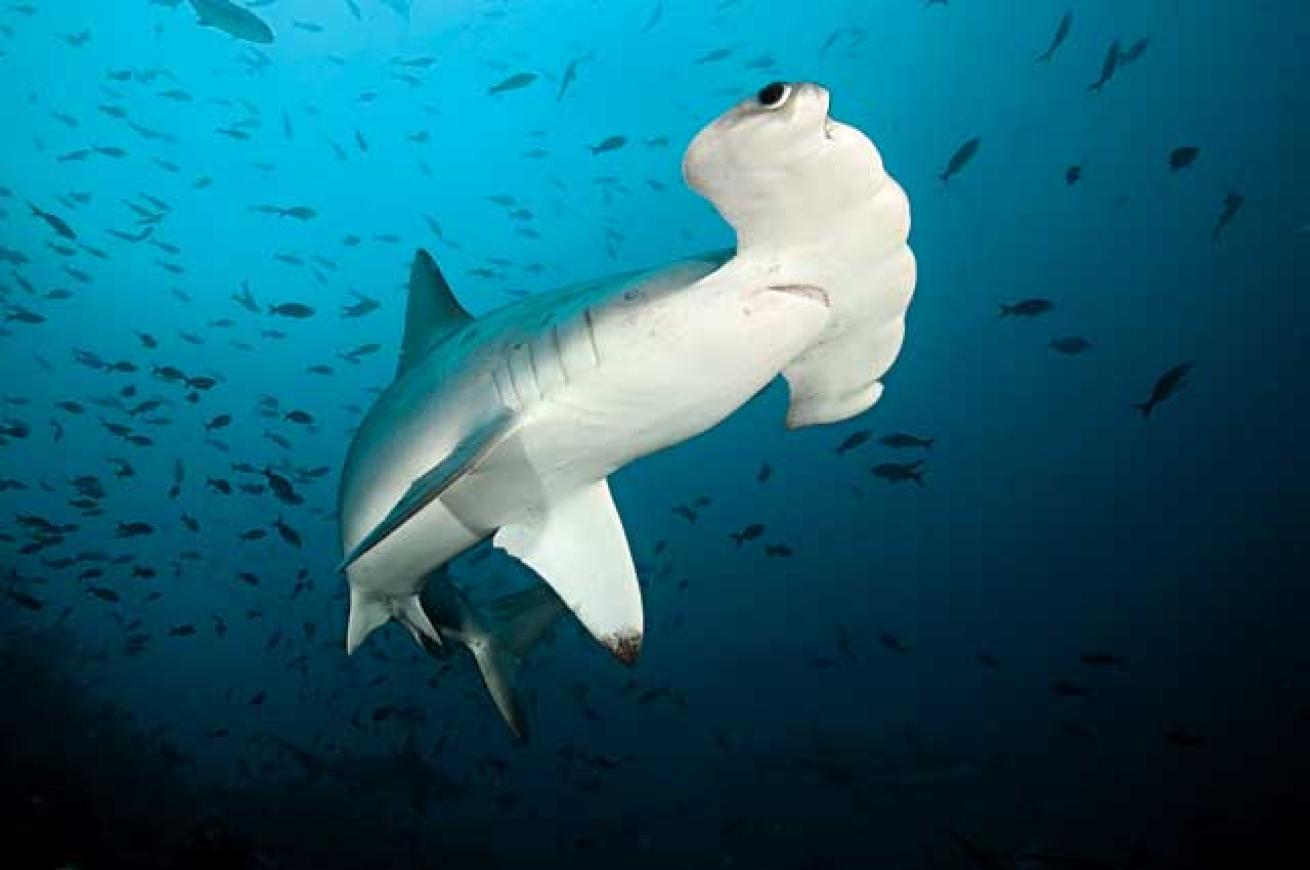 scalloped hammerhead