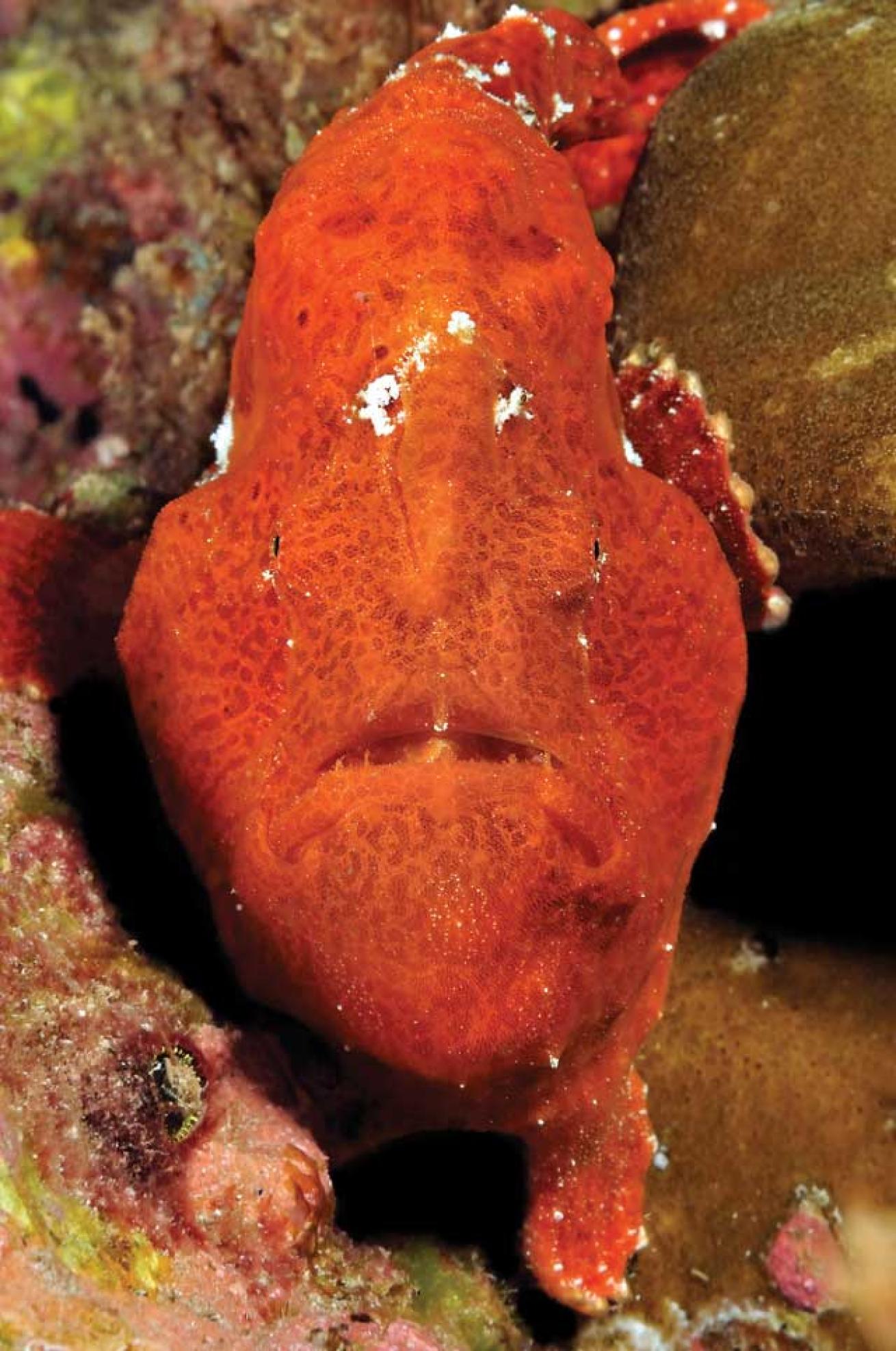 Commerson's Frogfish