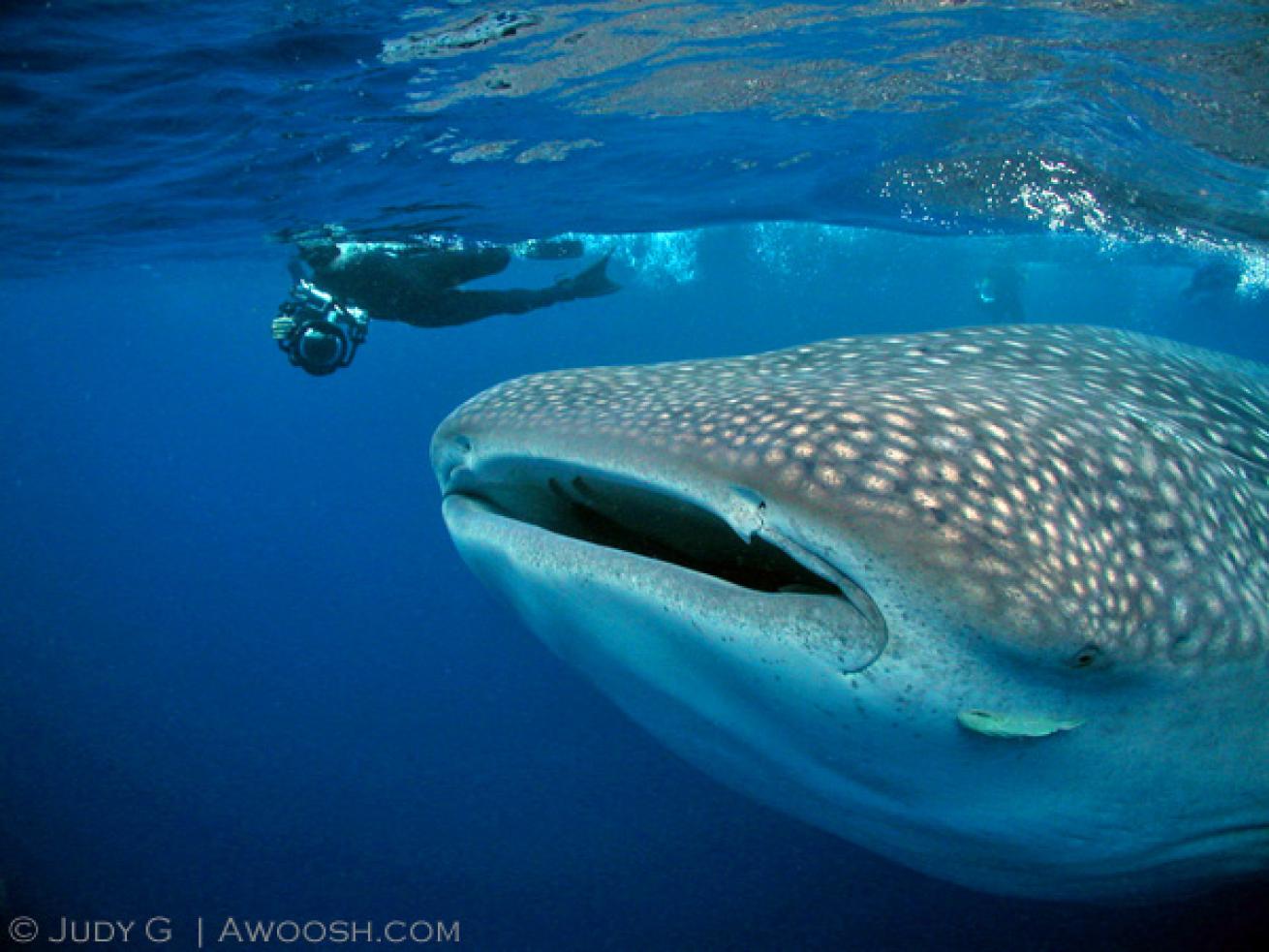 whale shark diving