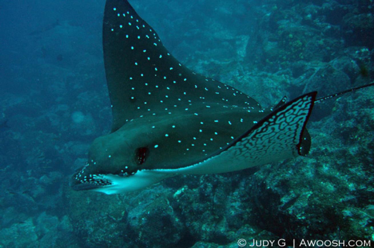 eagle ray diving