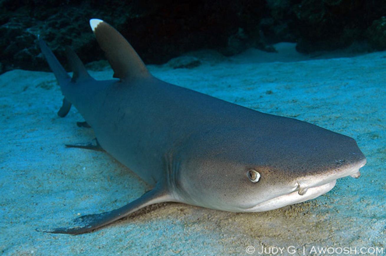 whitetip shark diving