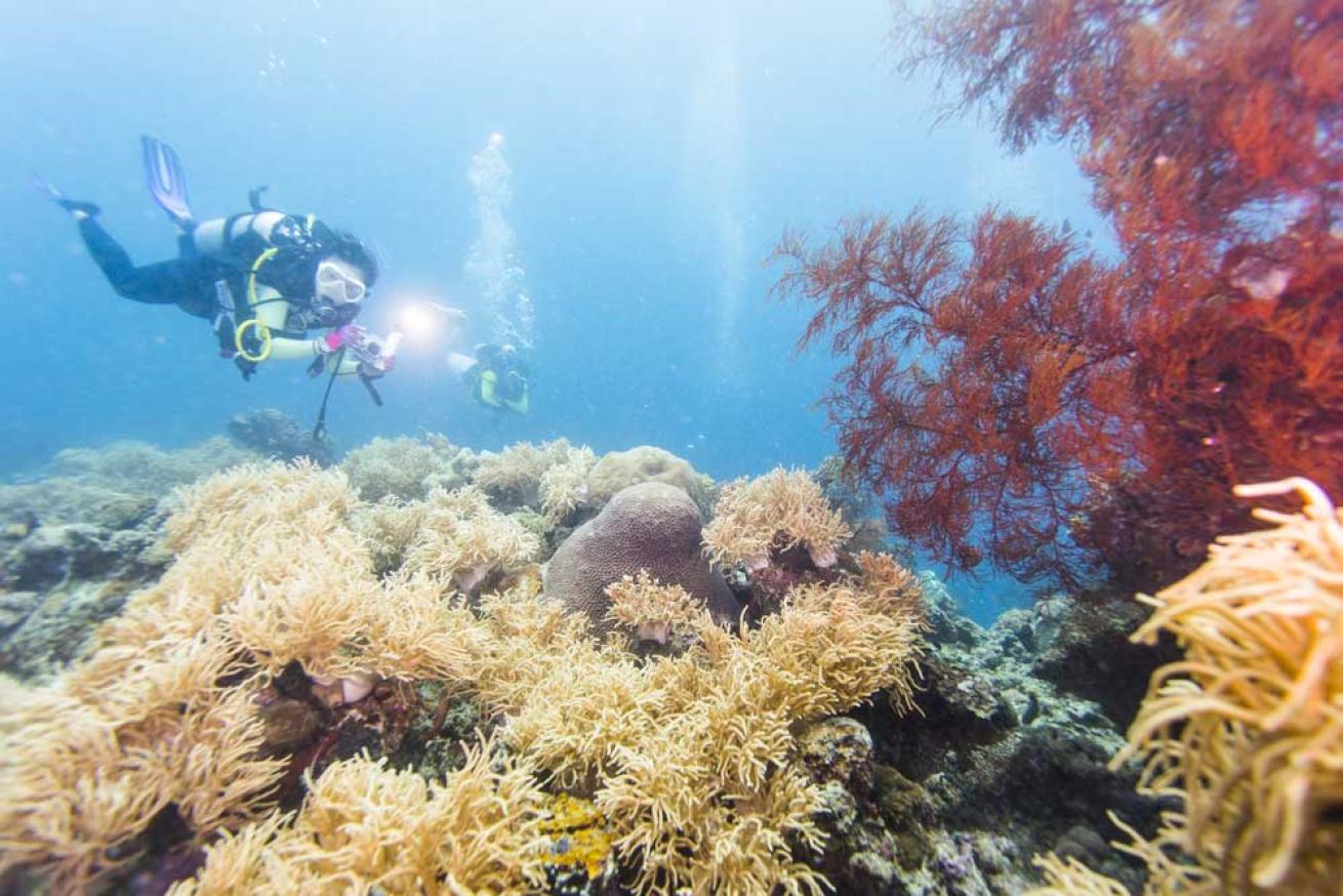 underwater reef