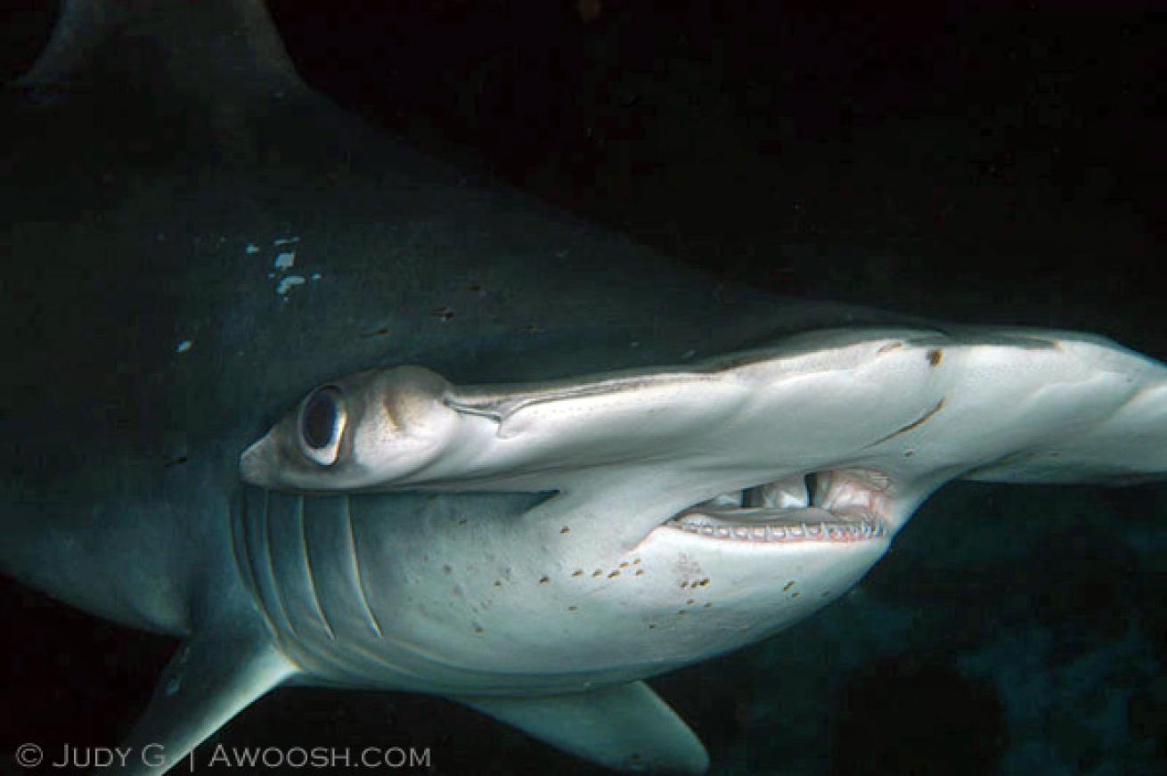 hammerhead shark diving