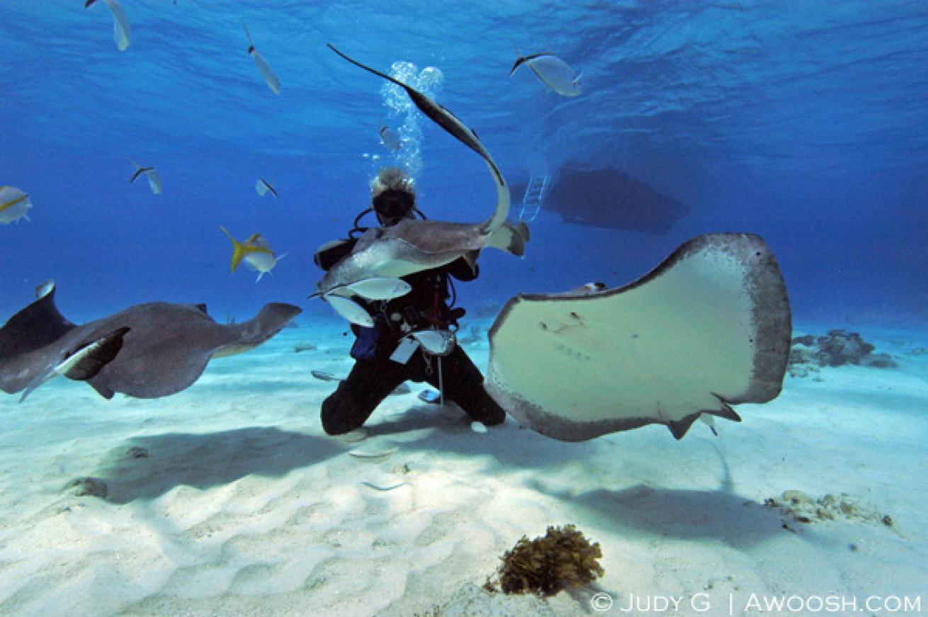 stingray diving