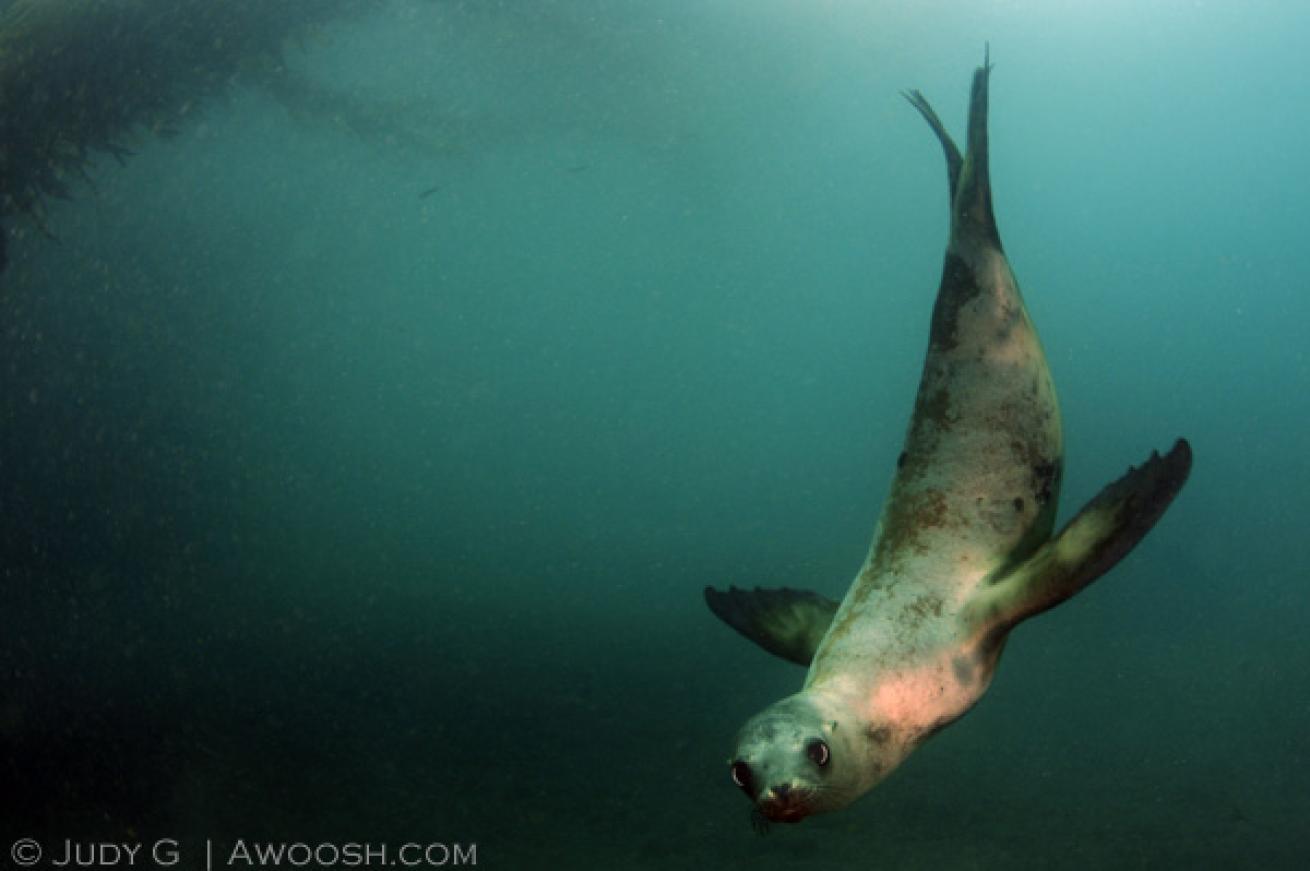 sea lion diving