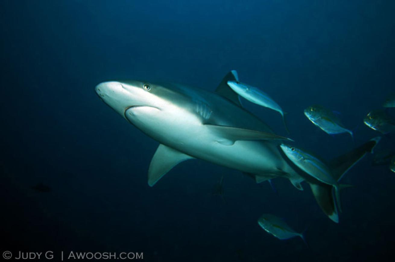 silvertip shark diving