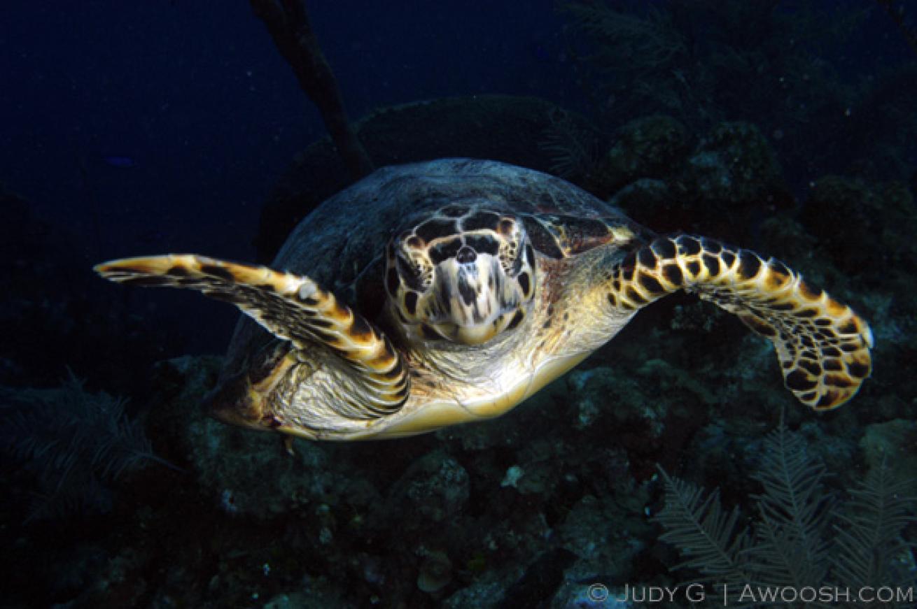 sea turtle diving