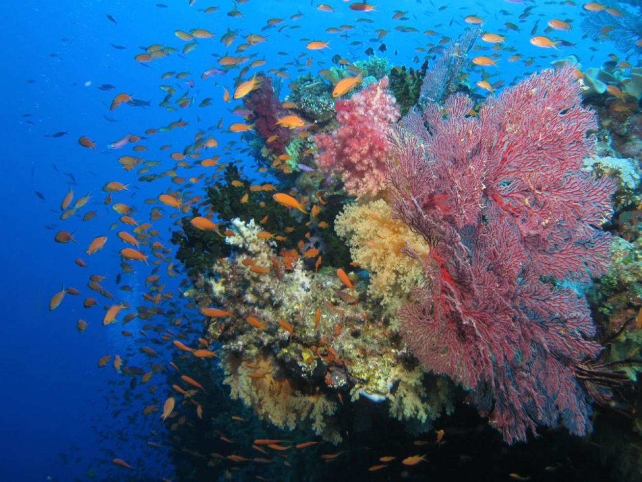 Underwater Photo Wall Diving