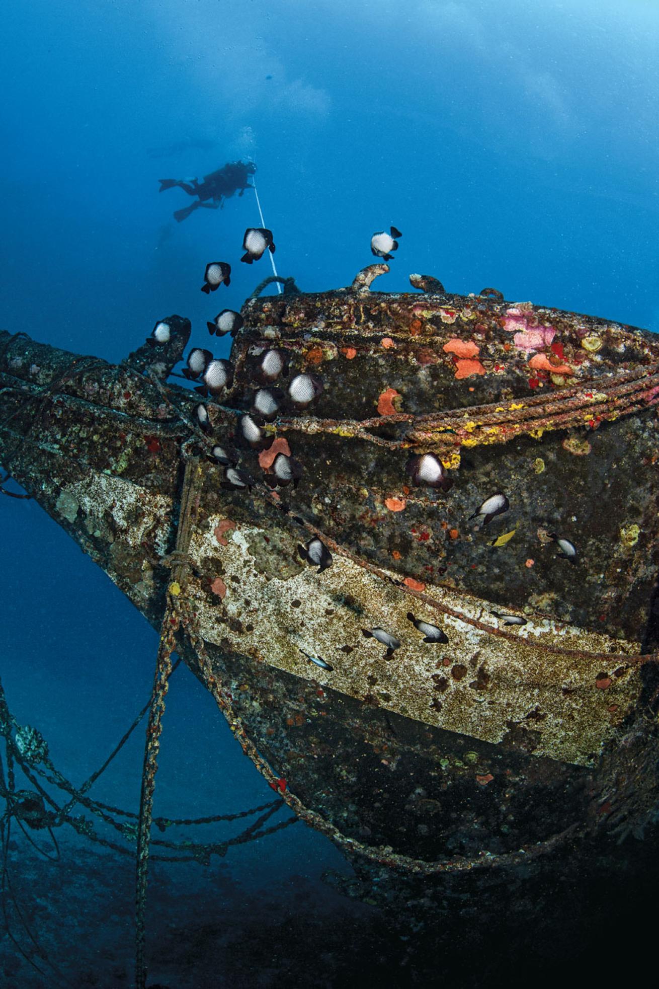 Scuba Diving carthaginian