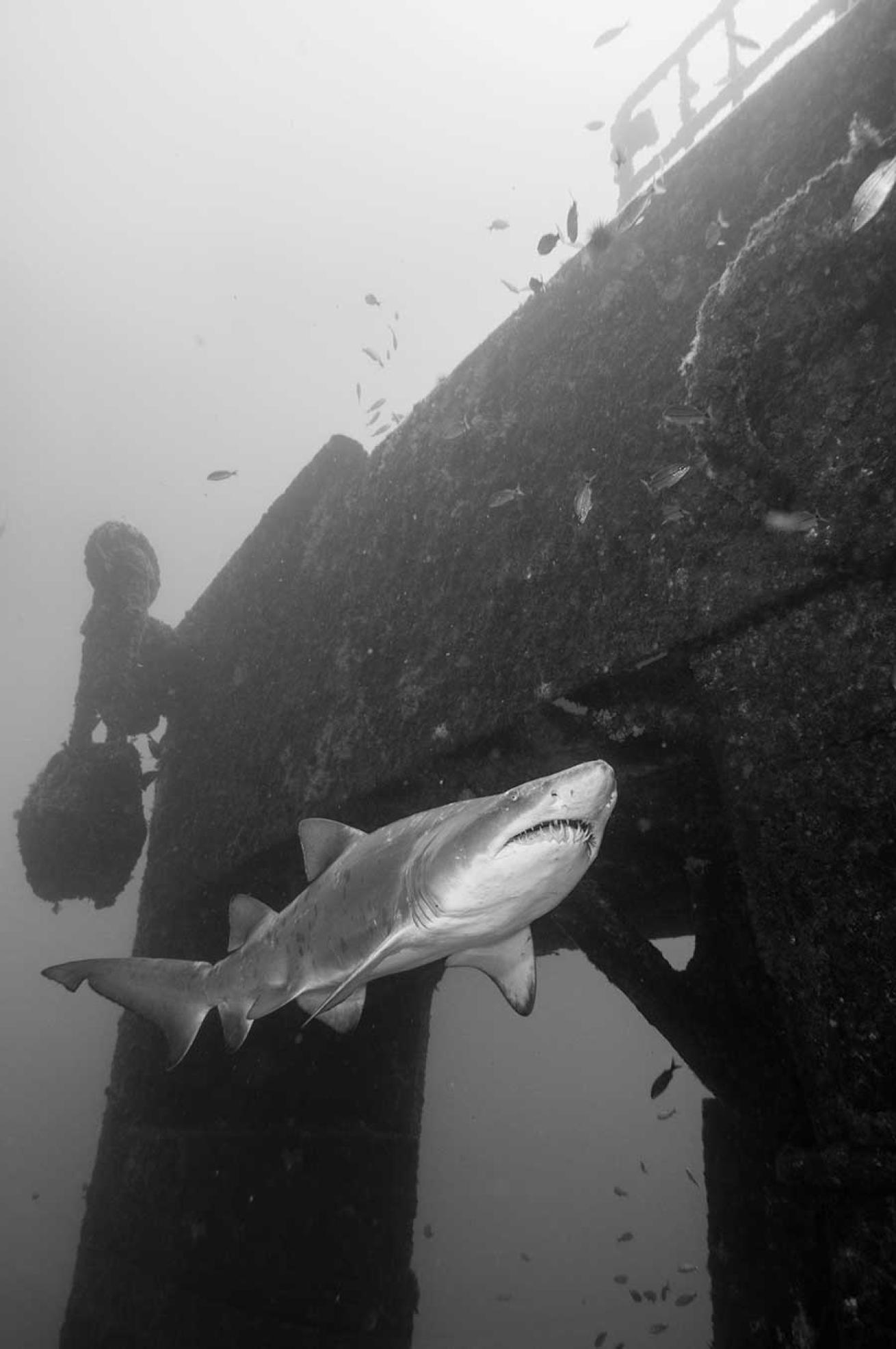 Scuba Diving spar wreck north carolina