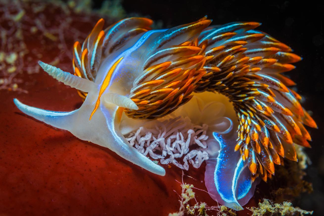 baby nudibranch photo