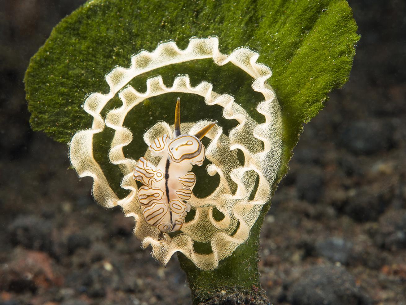 nudibranch eggs