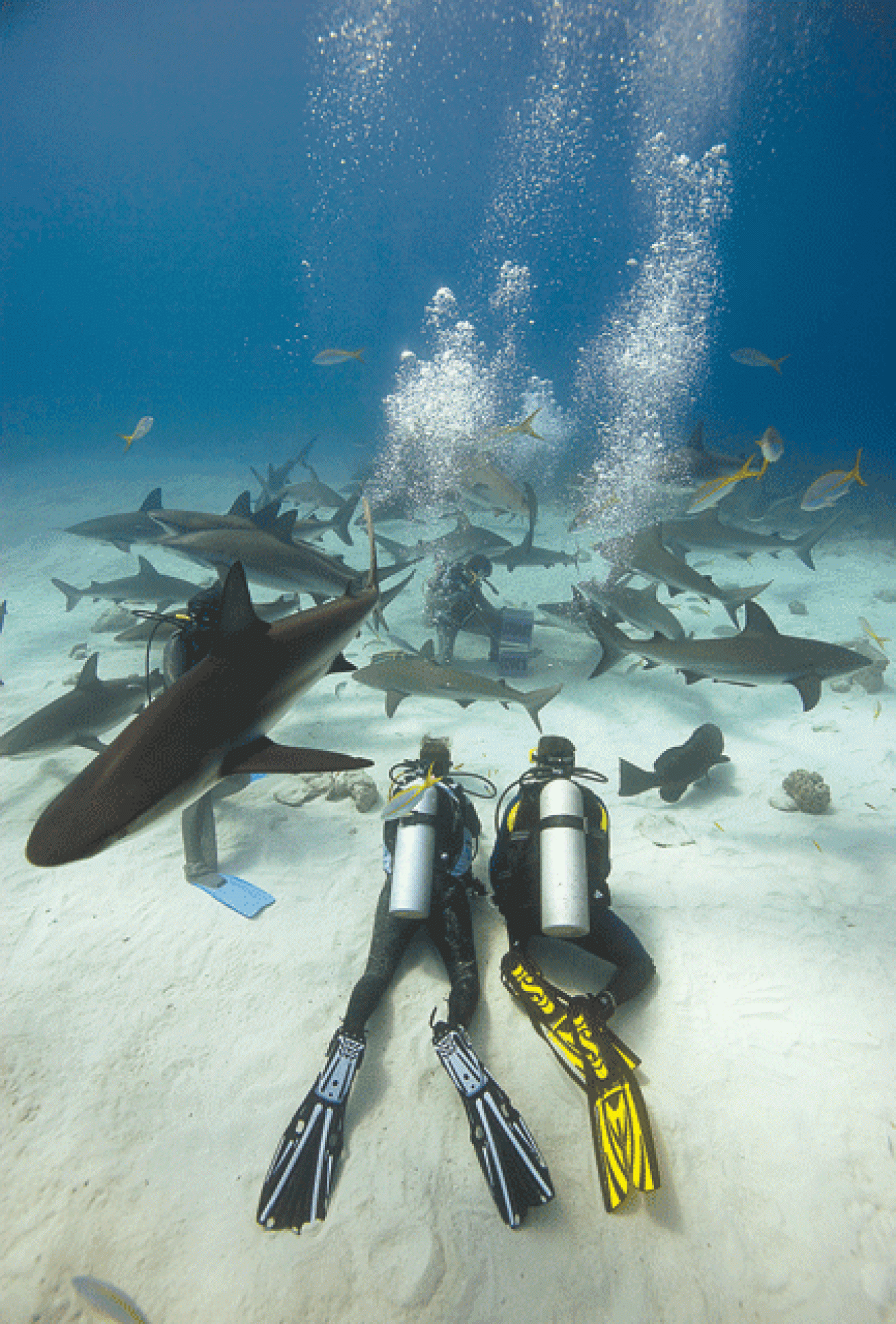 scuba diving bahamas