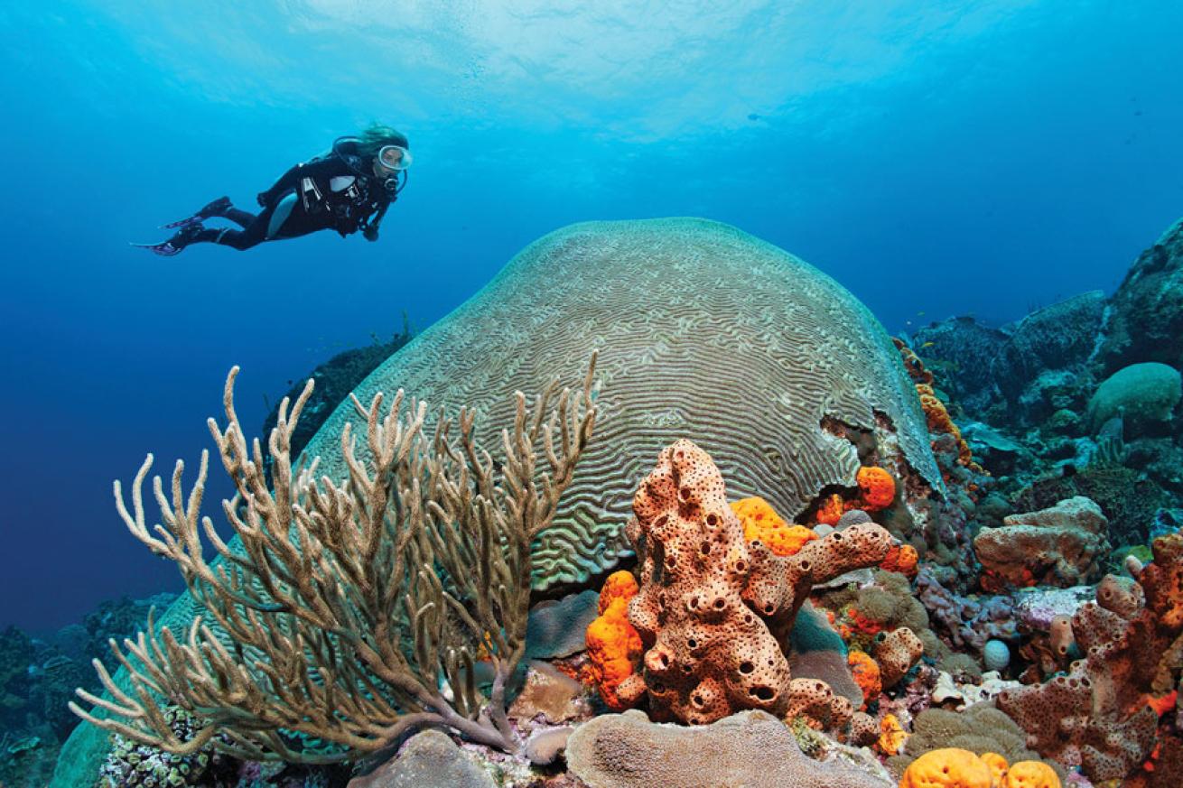 scuba diving tobago 