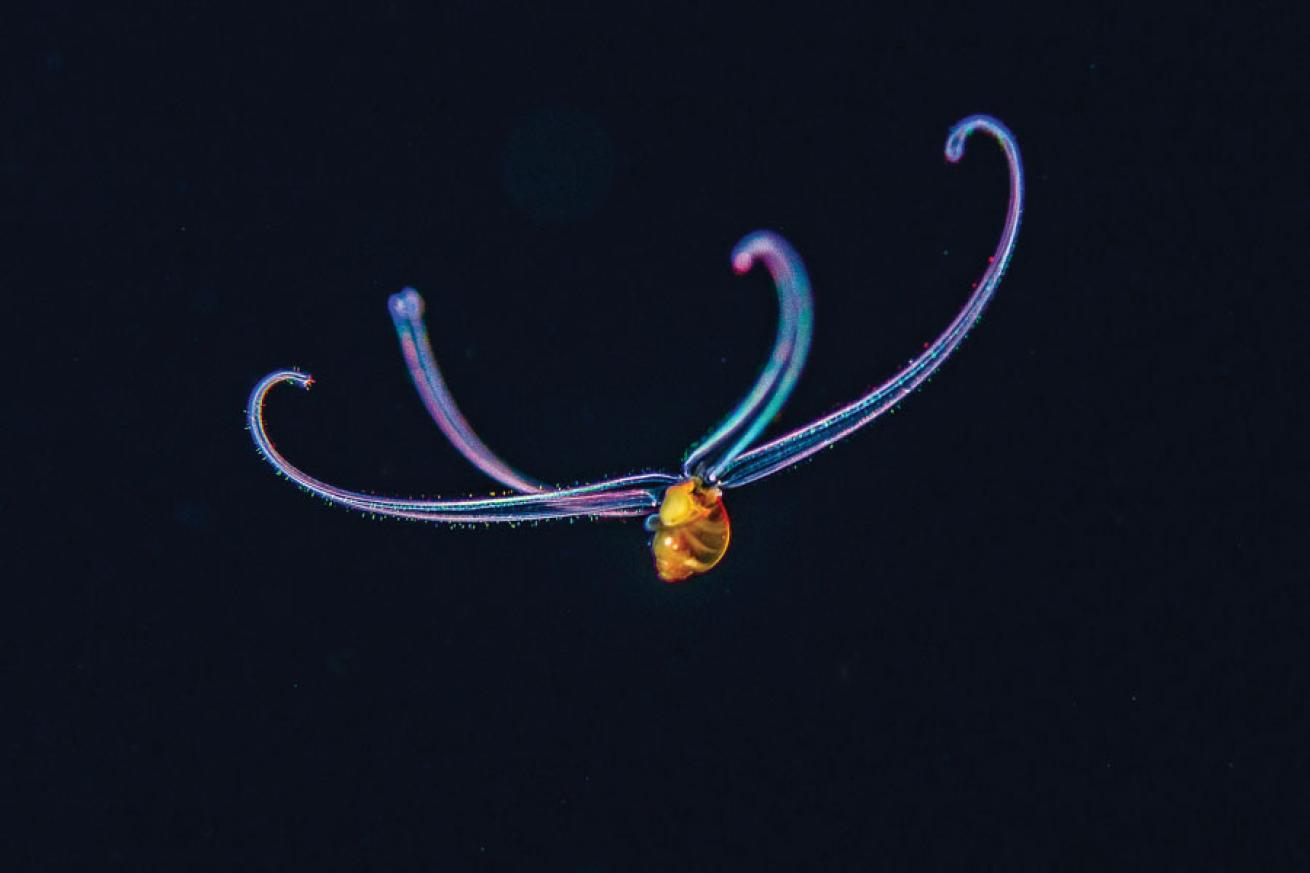 pelagic scuba diving in kona, hawaii