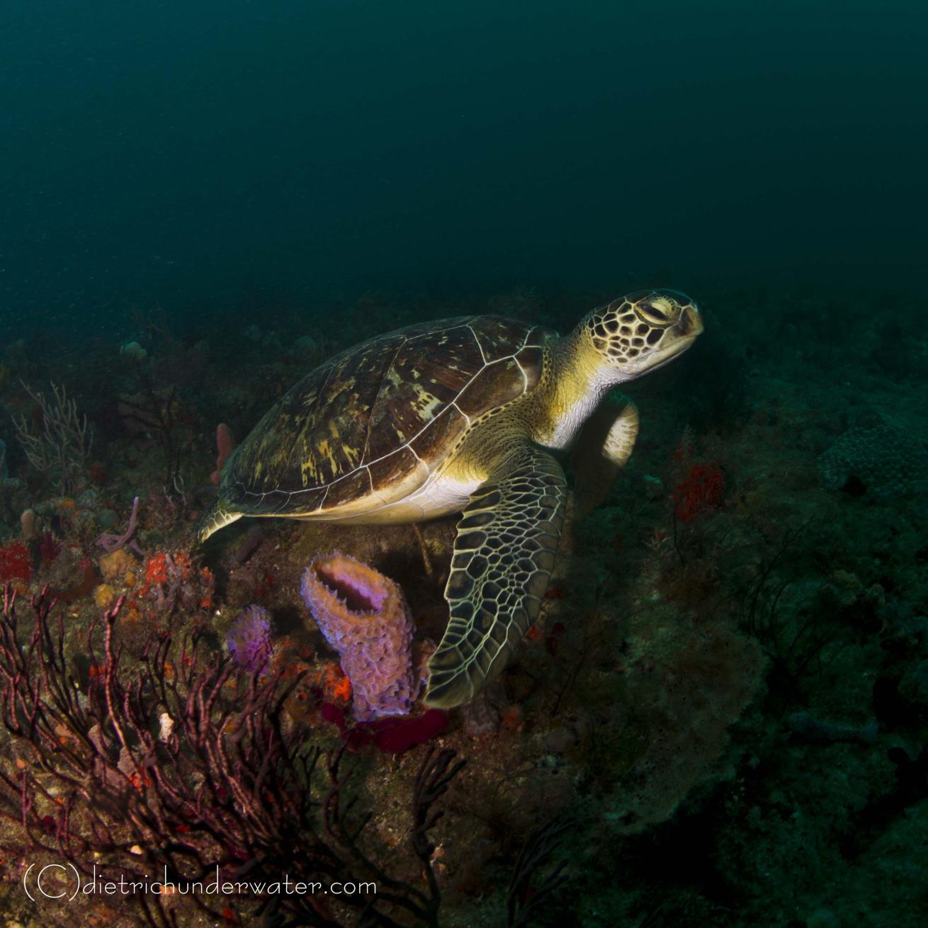 Sea turtle photos