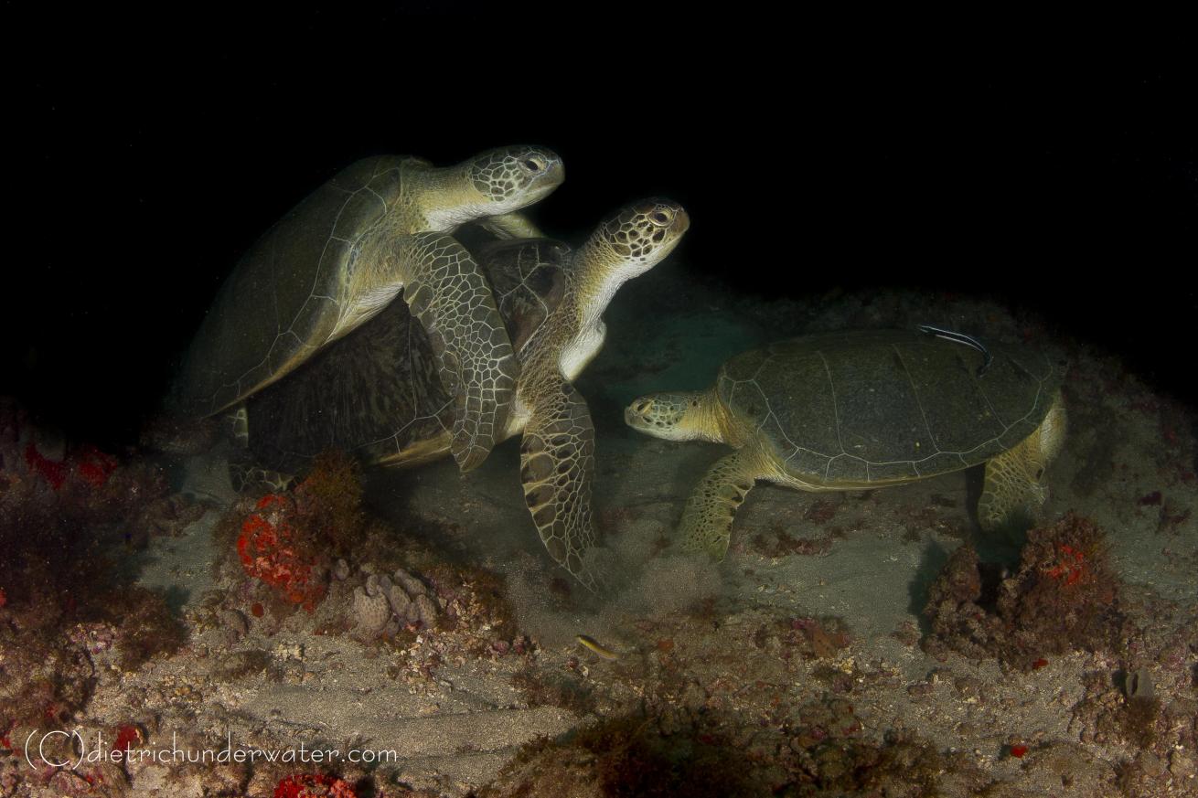 Sea turtle photos