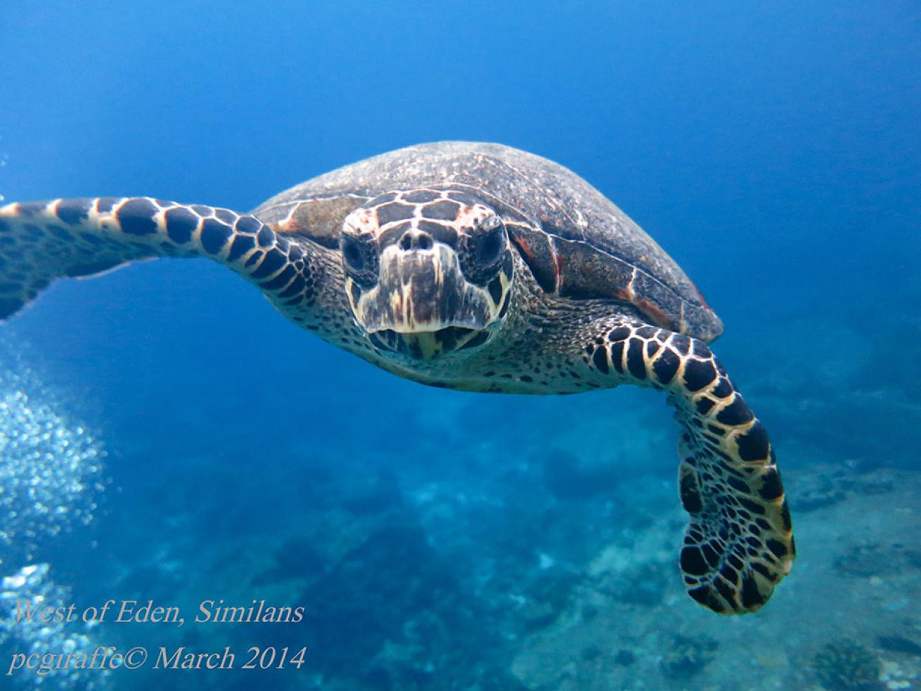 sea turtle photos