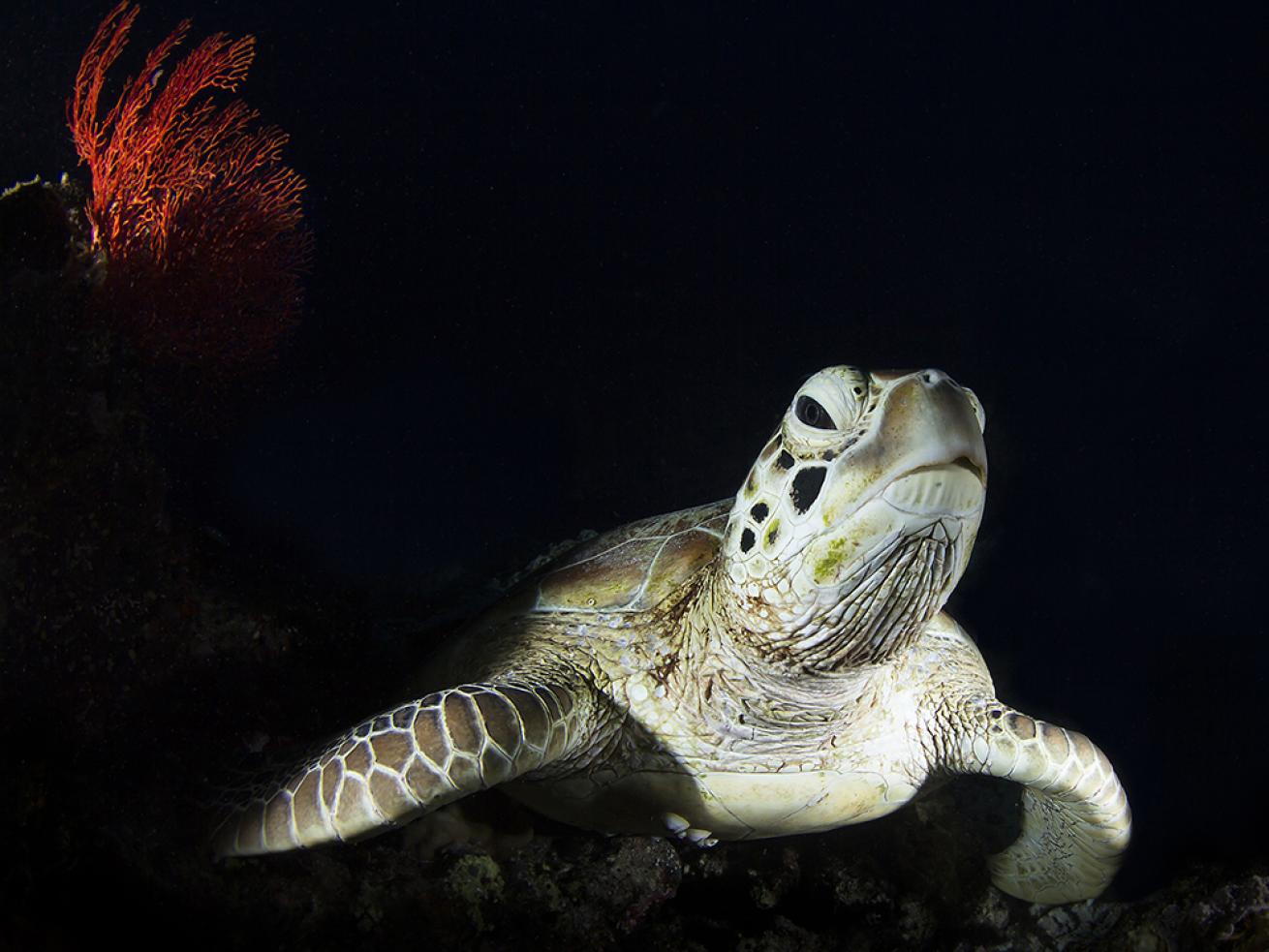 sea turtle photos