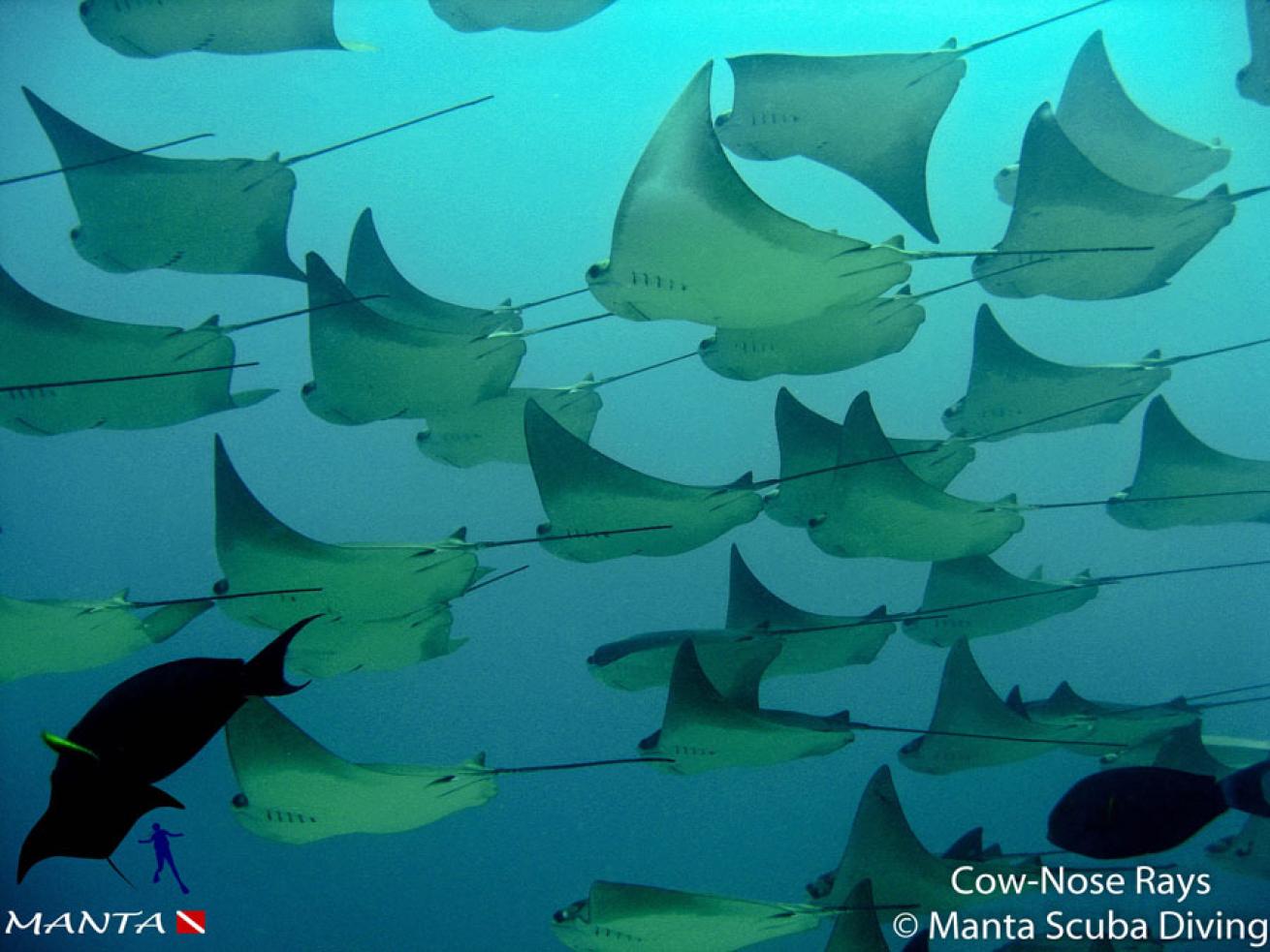 Cow-Nose Rays, Los Cabos
