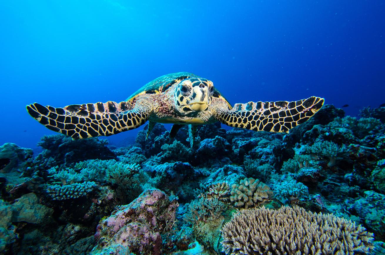 sea turtle photos
