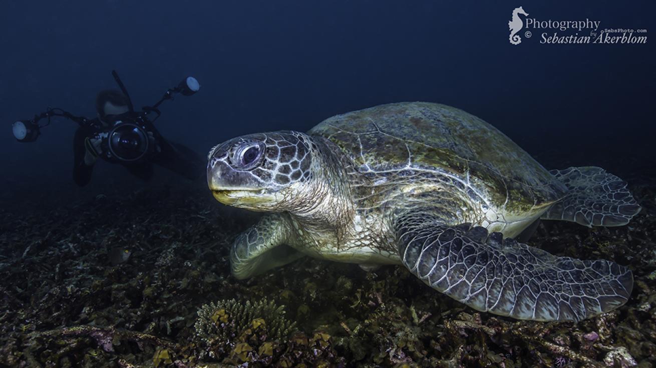 sea turtle photos