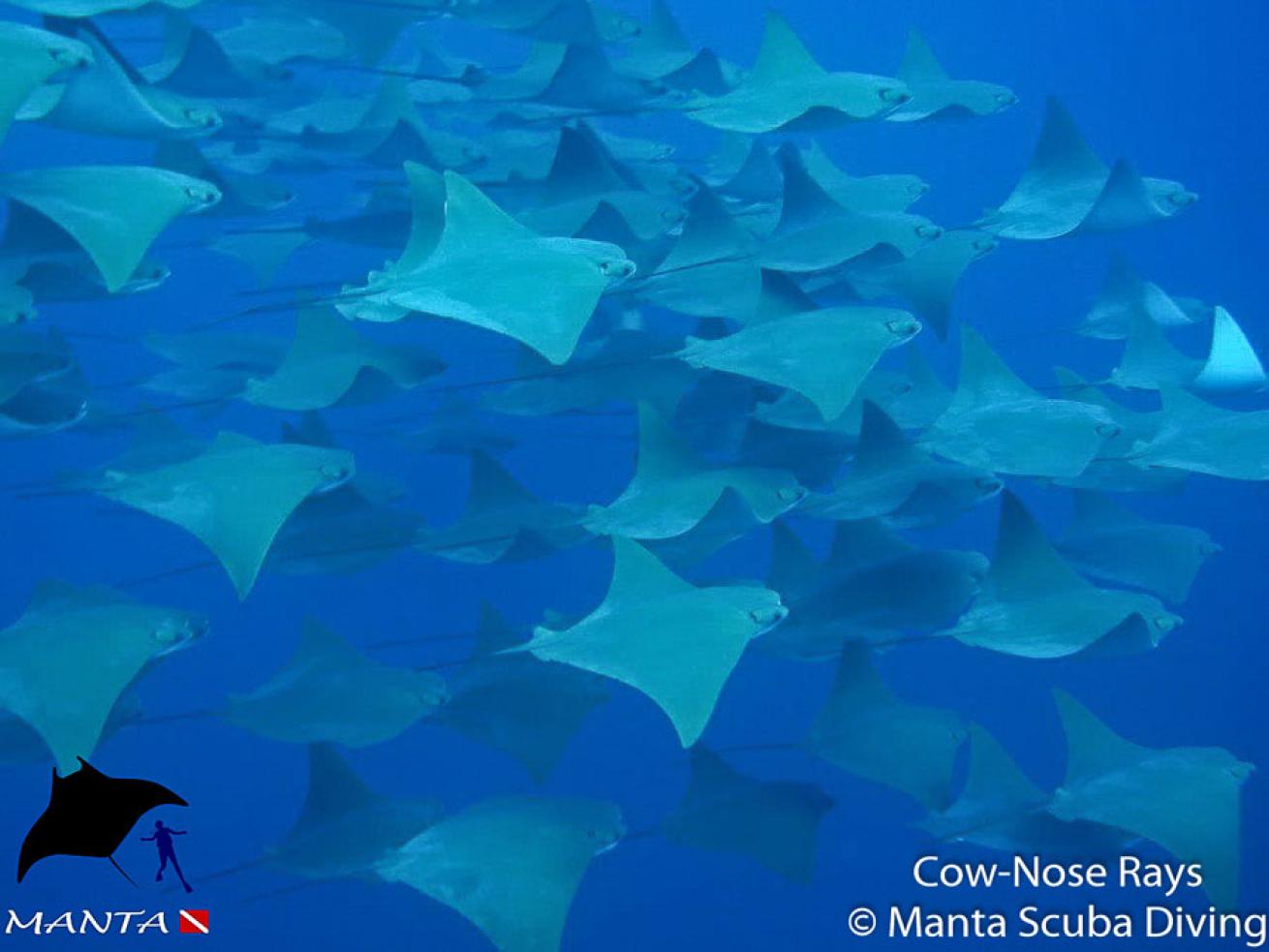 Cow-Nose Rays