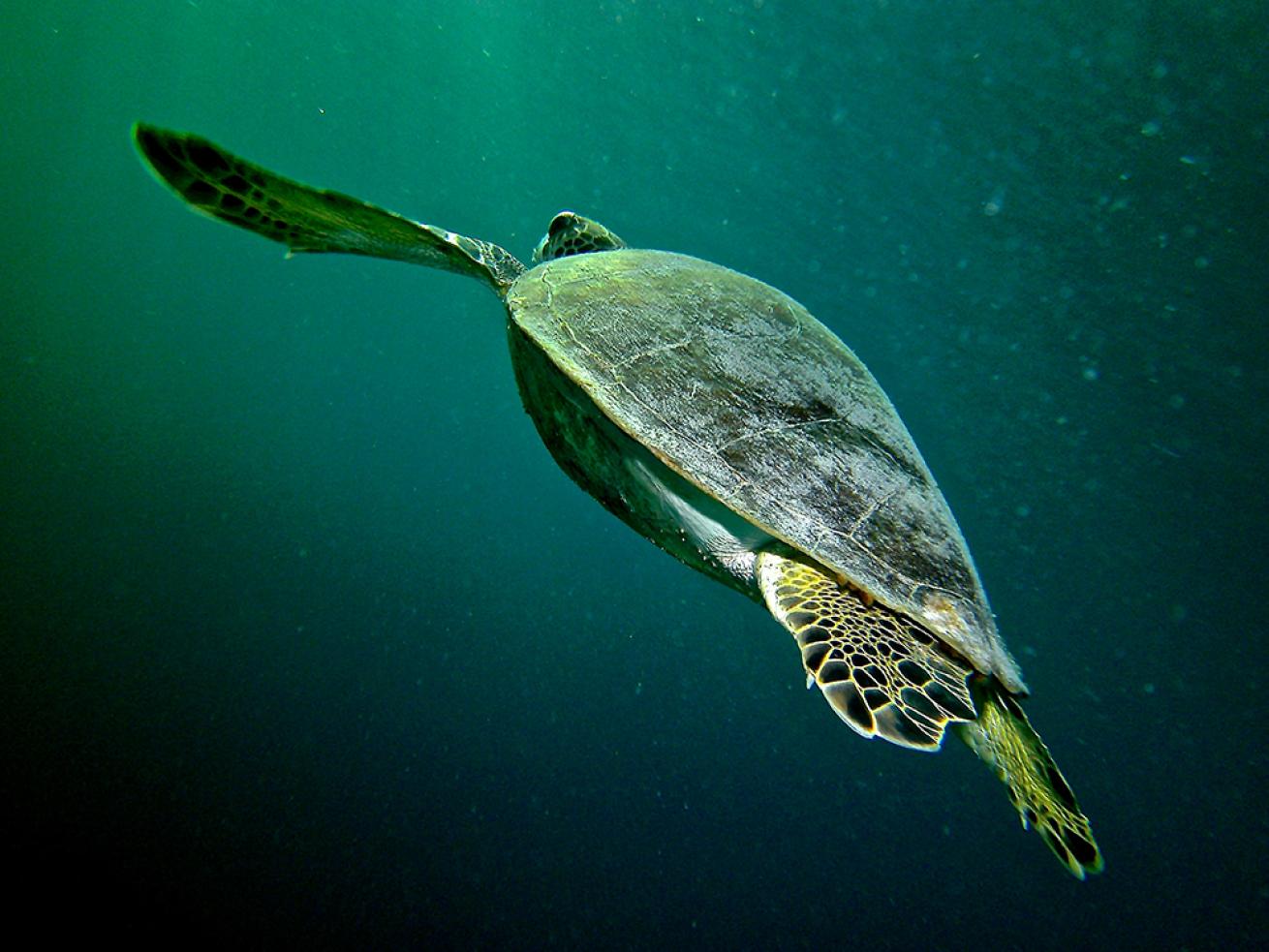 sea turtle photos