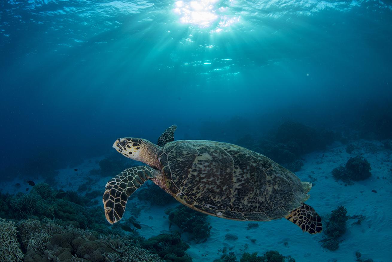 sea turtle photos