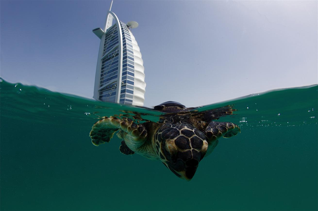 sea turtle photos