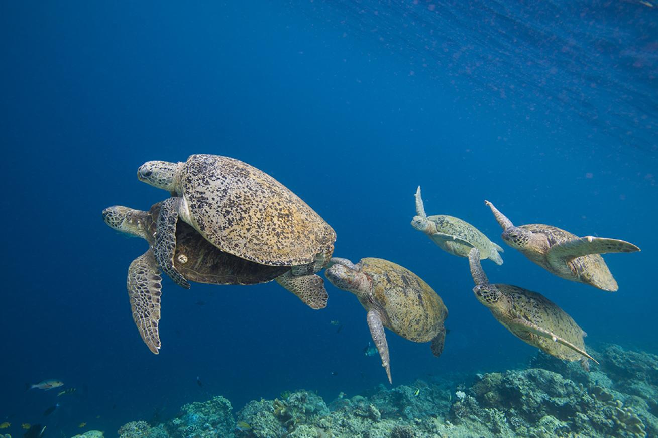 sea turtle photos