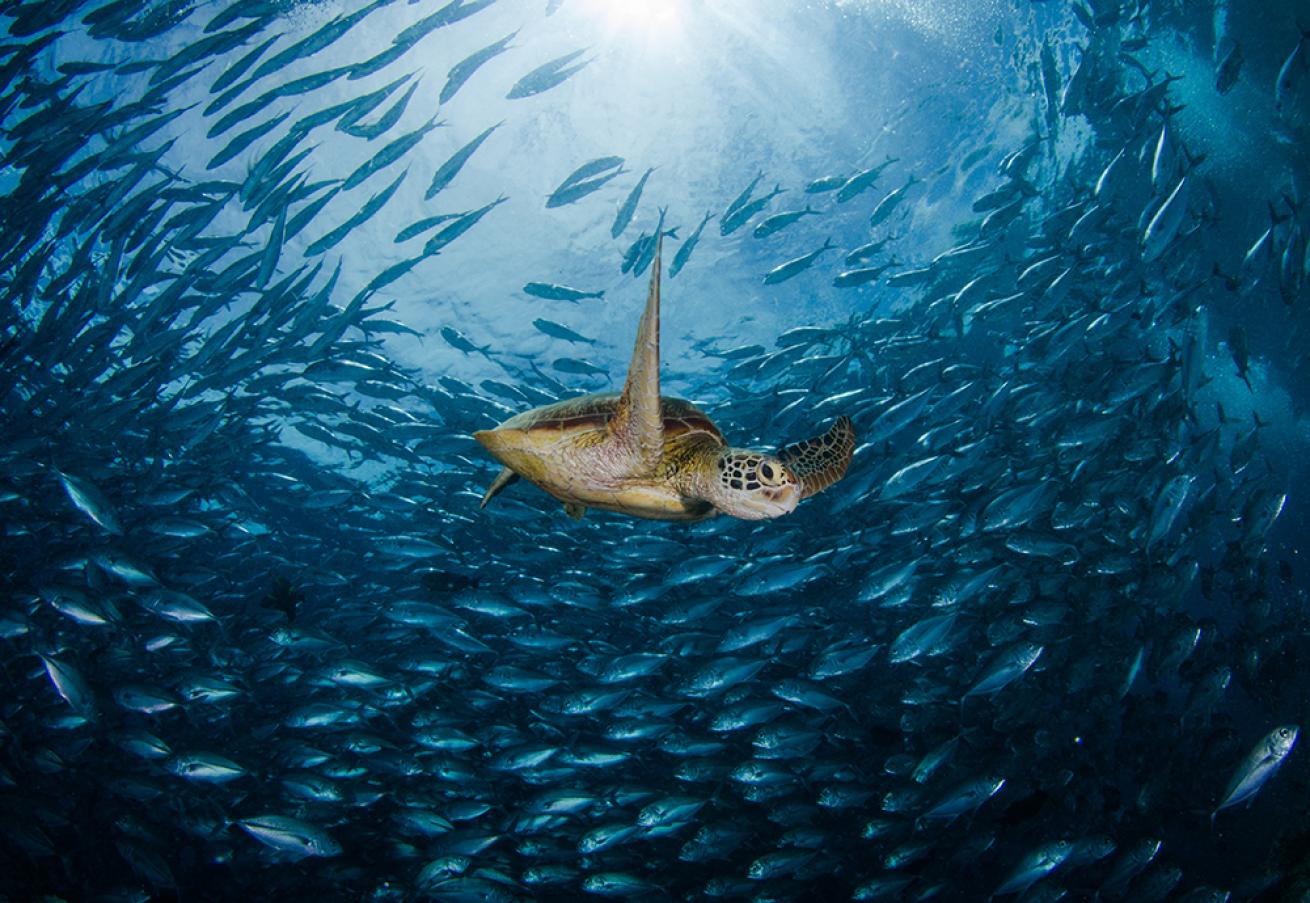 sea turtle photos