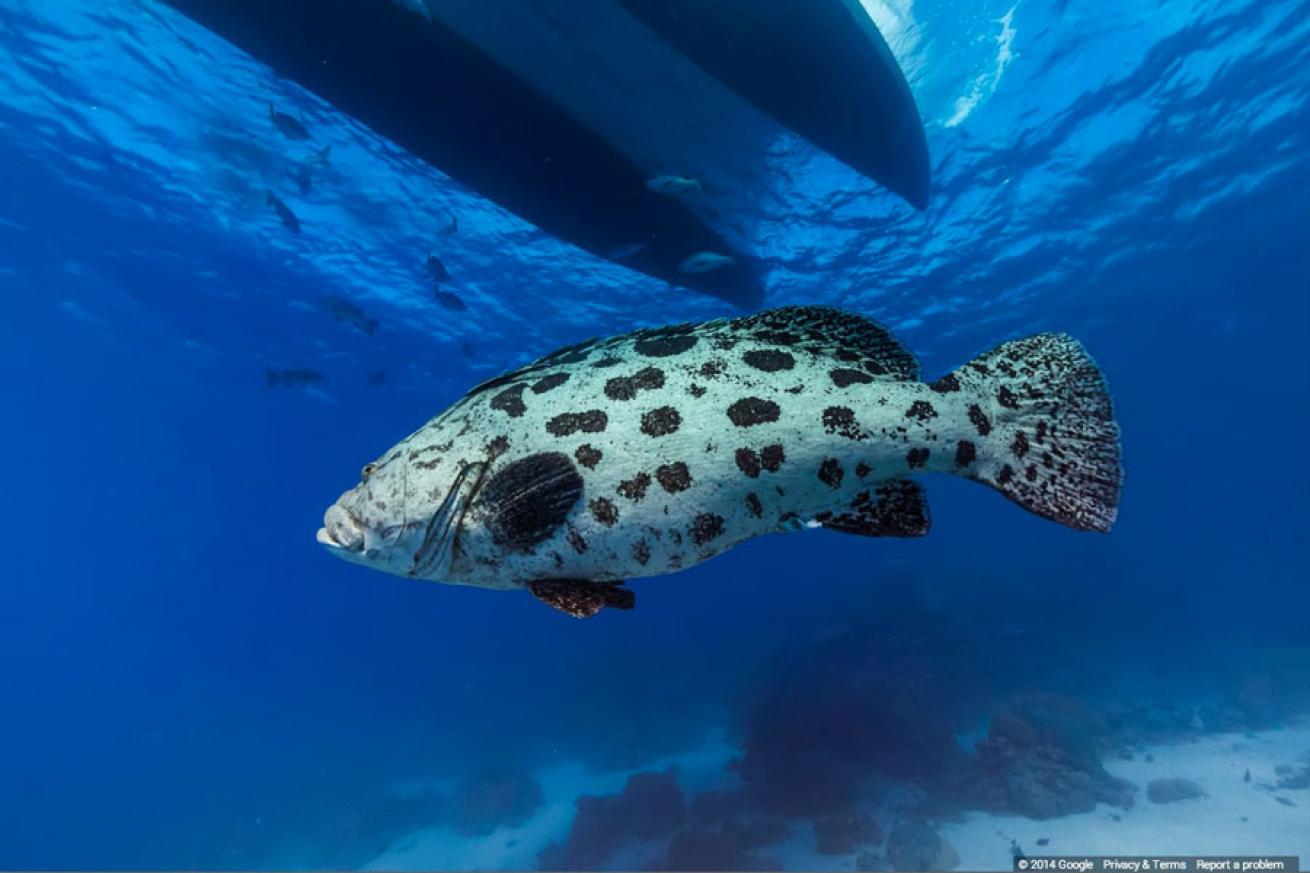 The Cod Hole, Great Barrier Reef