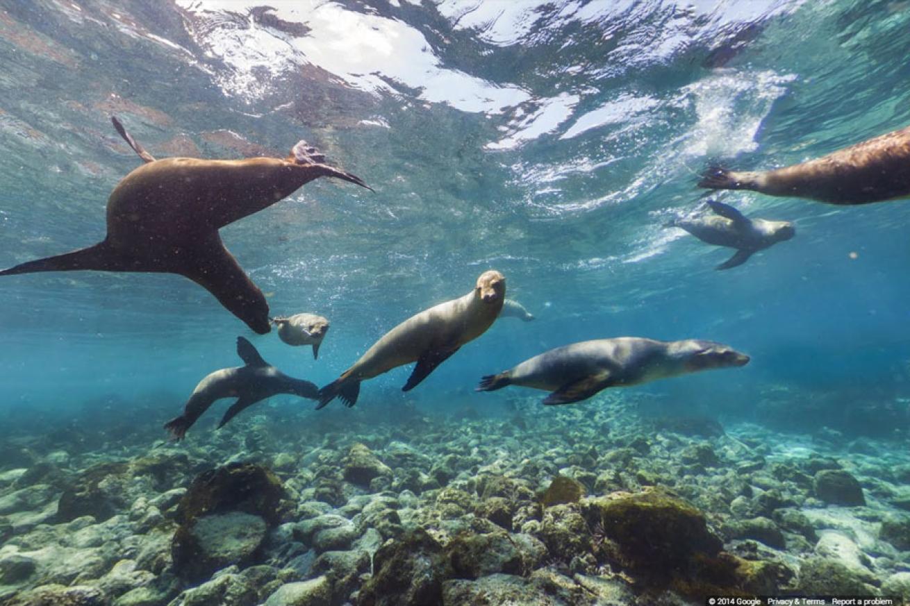 Playful Sea Lions