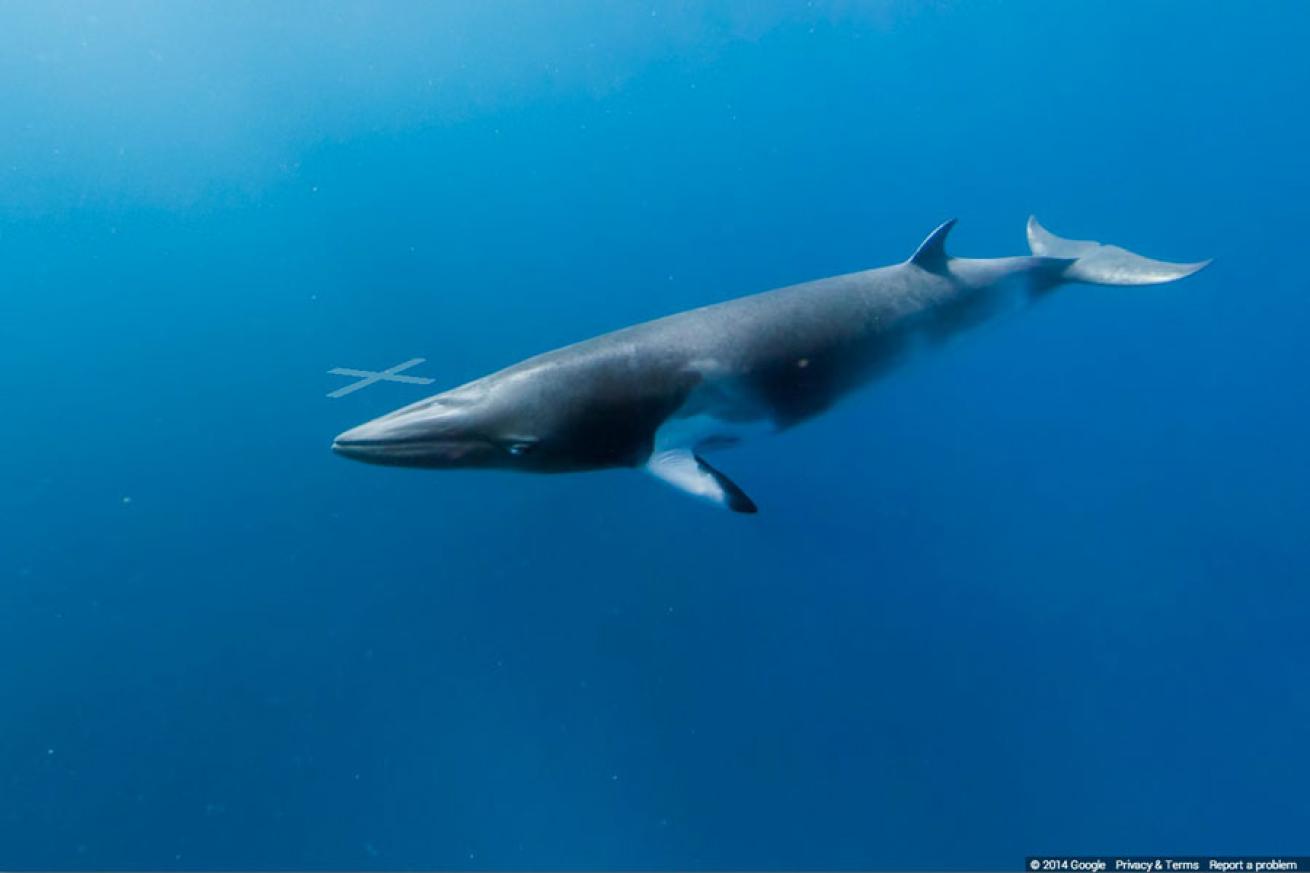 Minke Whales on the Ribbon Reef